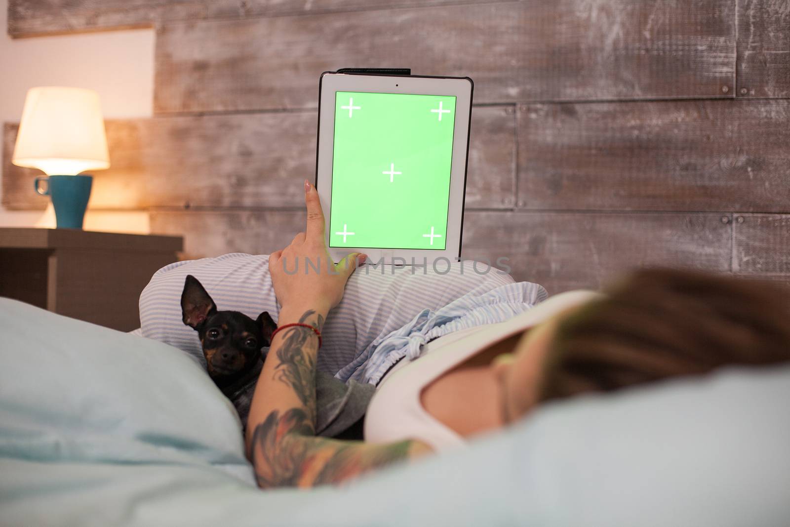 Little dog looking at beautiful woman in pajamas while using tablet computer with green screen.