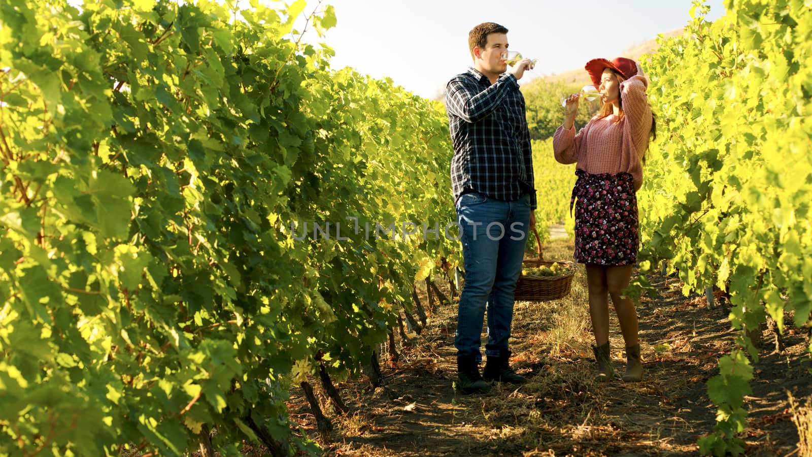 Couple walking in a vineyard with glasses of wine in hands. The man is carrying a basket of grapes.