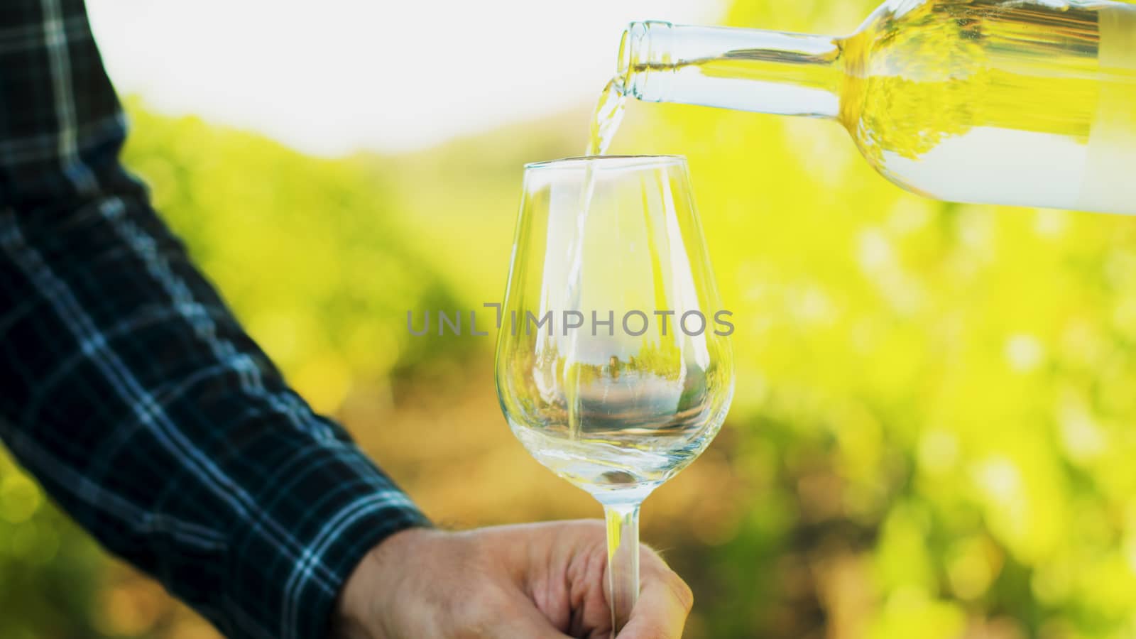 Pouring white wine in a glass on a vineyard background. Slow motion footage.