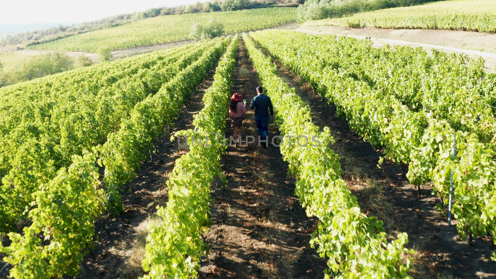 Aerial footage of caucasian couple walking in vineyard at sunset