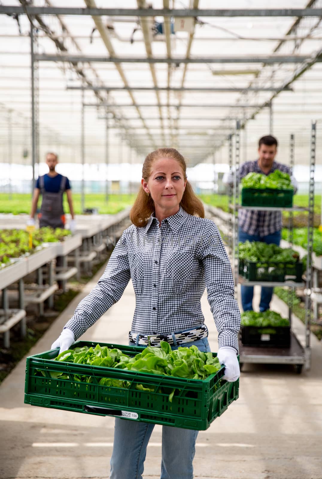 Female entrepreneur farmer holding a box of salad in his hand. Greenhouse salad