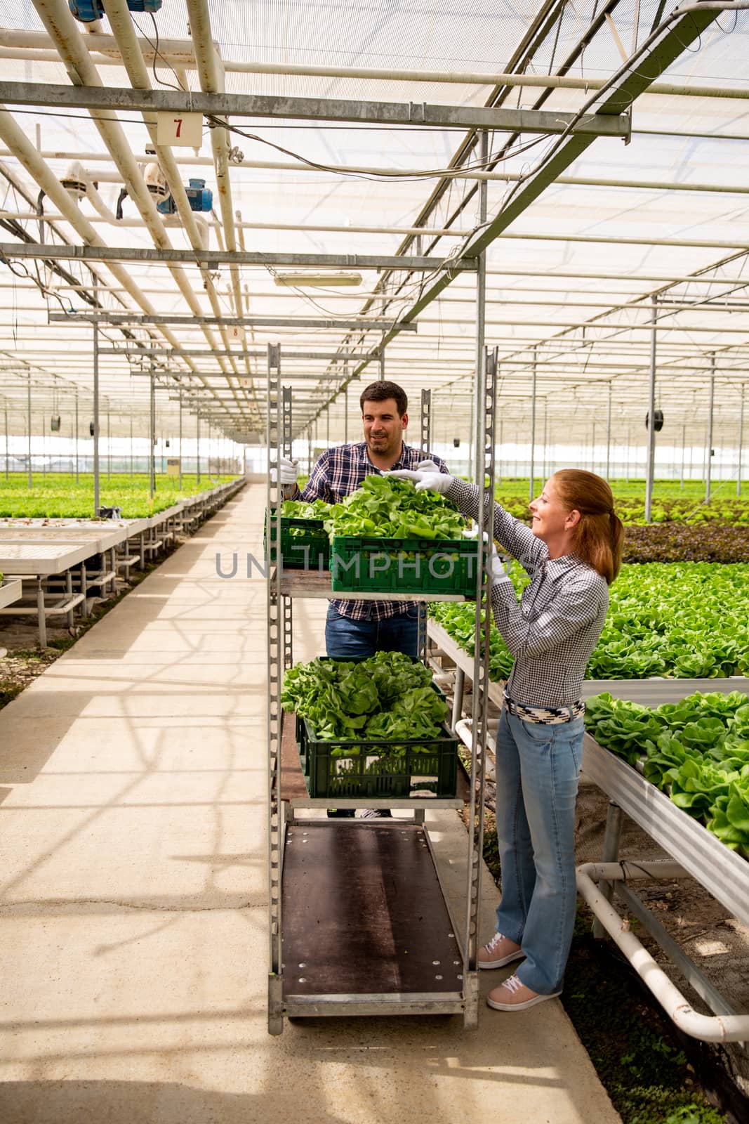 Woman and man workers arrange boxes with salad on cart. Greenhouse background