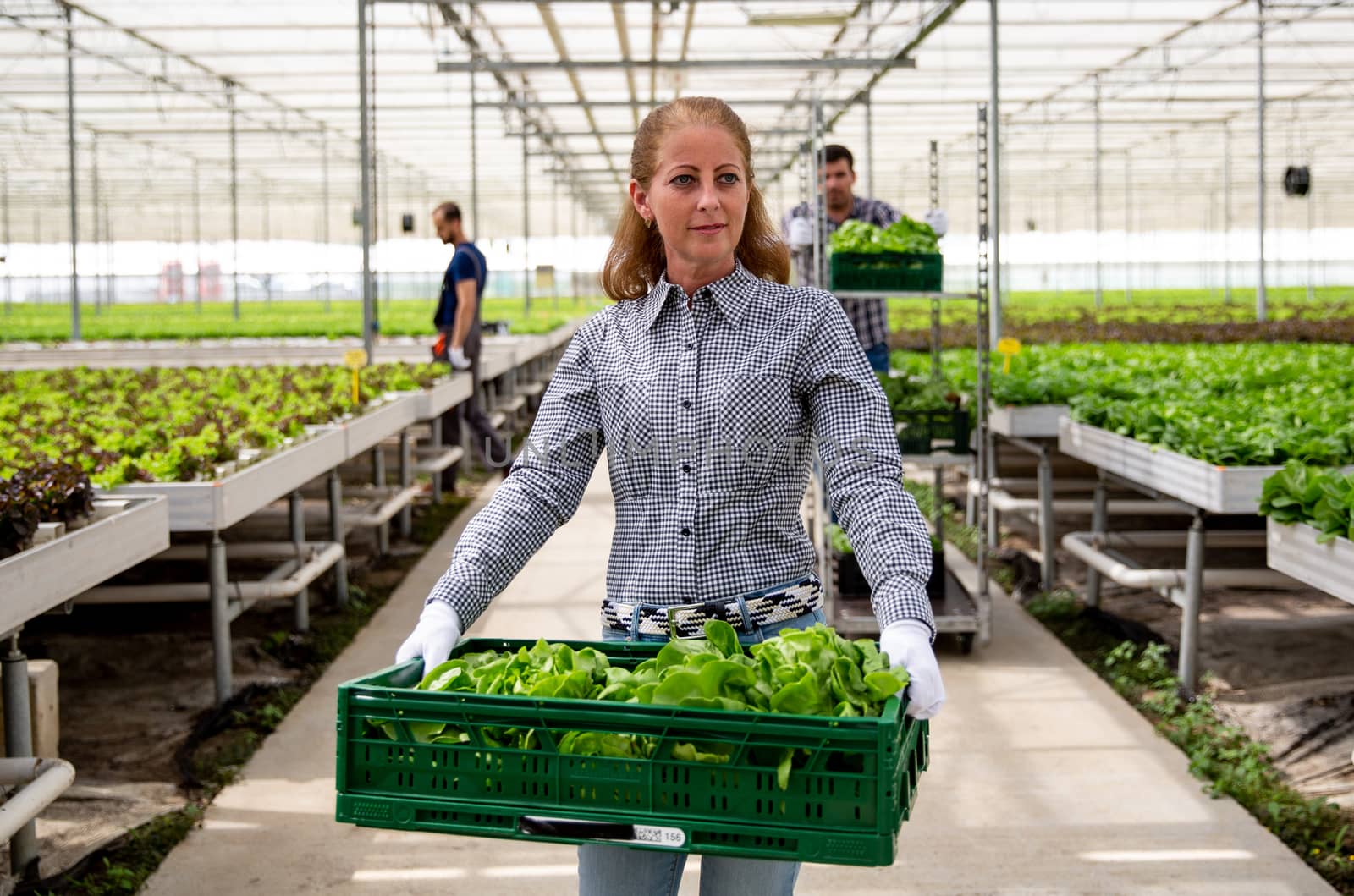 Serious farmer woman holds a crate with salad. Greenhouse and workers