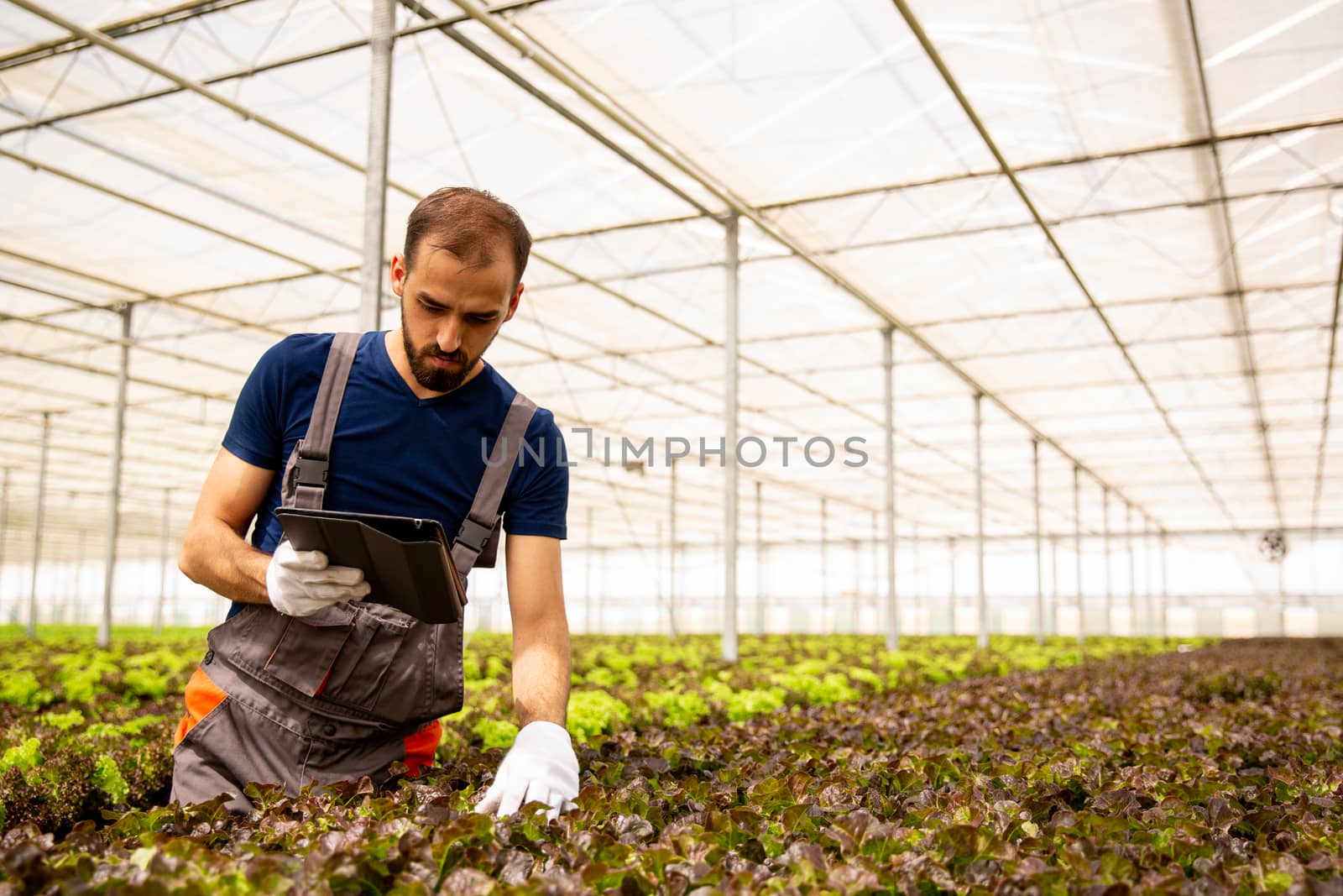 Young farmer who controls the state of salad plants. Tablet and modern greenhouse