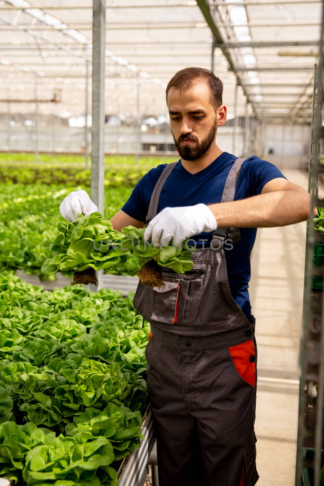 Worker holding 2 salads in his hand and preparing to put them in the crate. Young worker and greenhouse