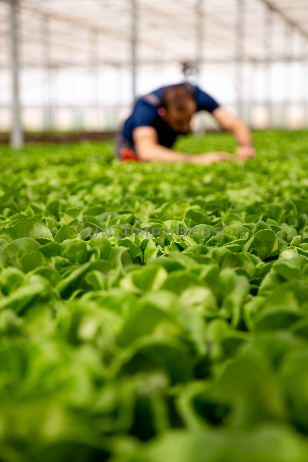 Worker analyzing salad plants in the background. Modern greenhouse