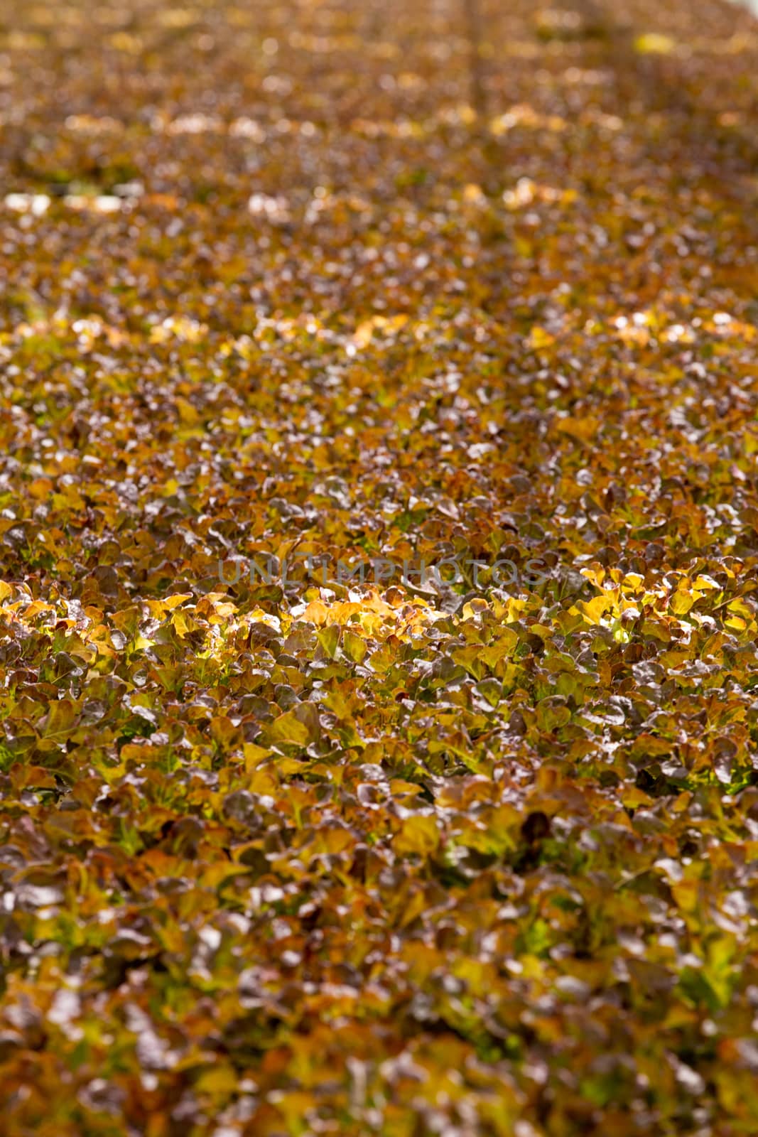 Close up with fresh salad plantation. Organic harvest