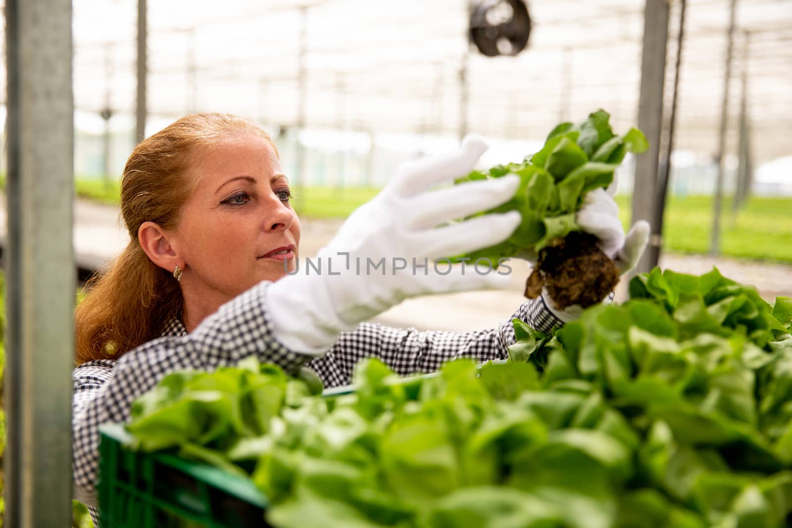Working woman looks at a salad plant while she puts it in the basket. Greenhouse and organic agriculture
