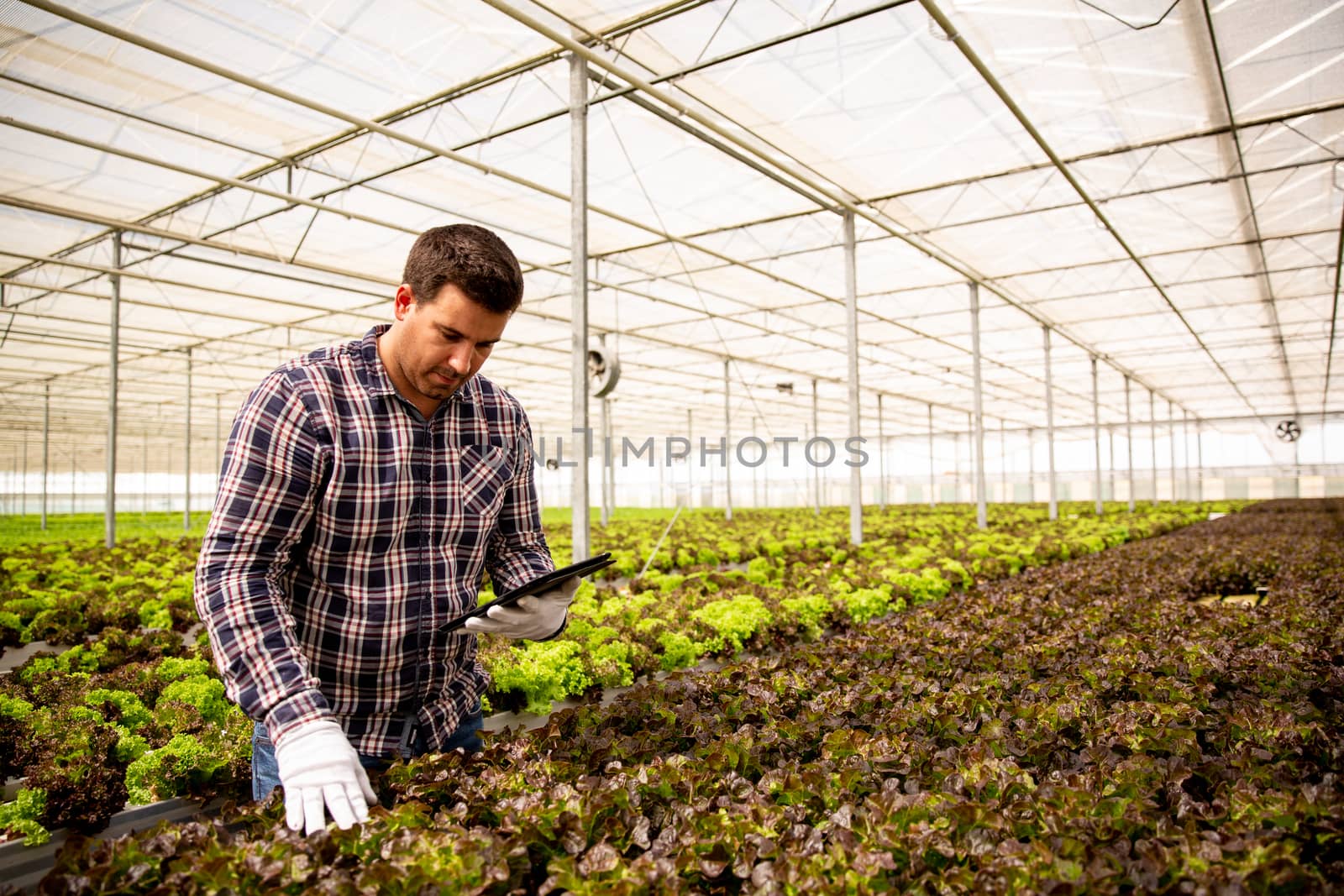 Worker with tablet in hand that controls the quality of the salad. Greenhouse background