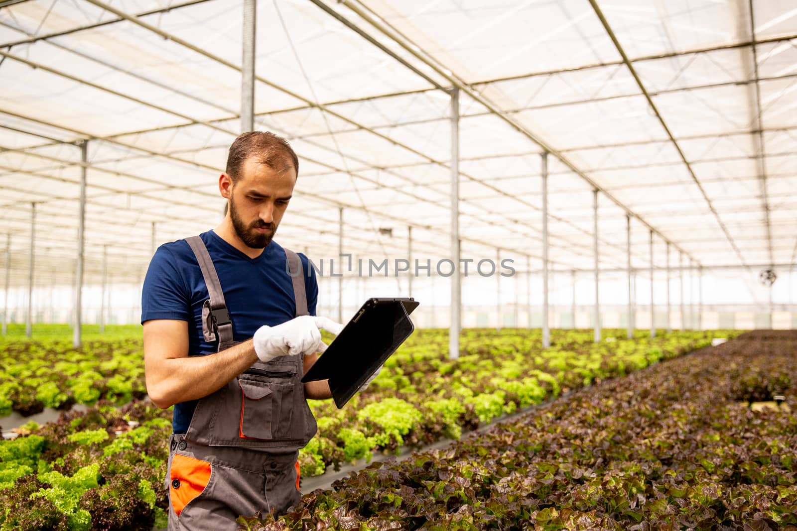 Worker boy taps something on a tablet near a salad plantation. Vegetable and agriculture