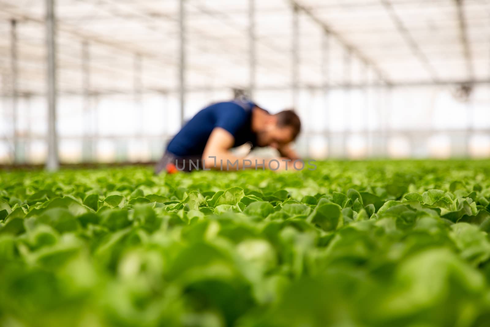 Worker in a modern greenhouse looking at salad crop. Selective focus