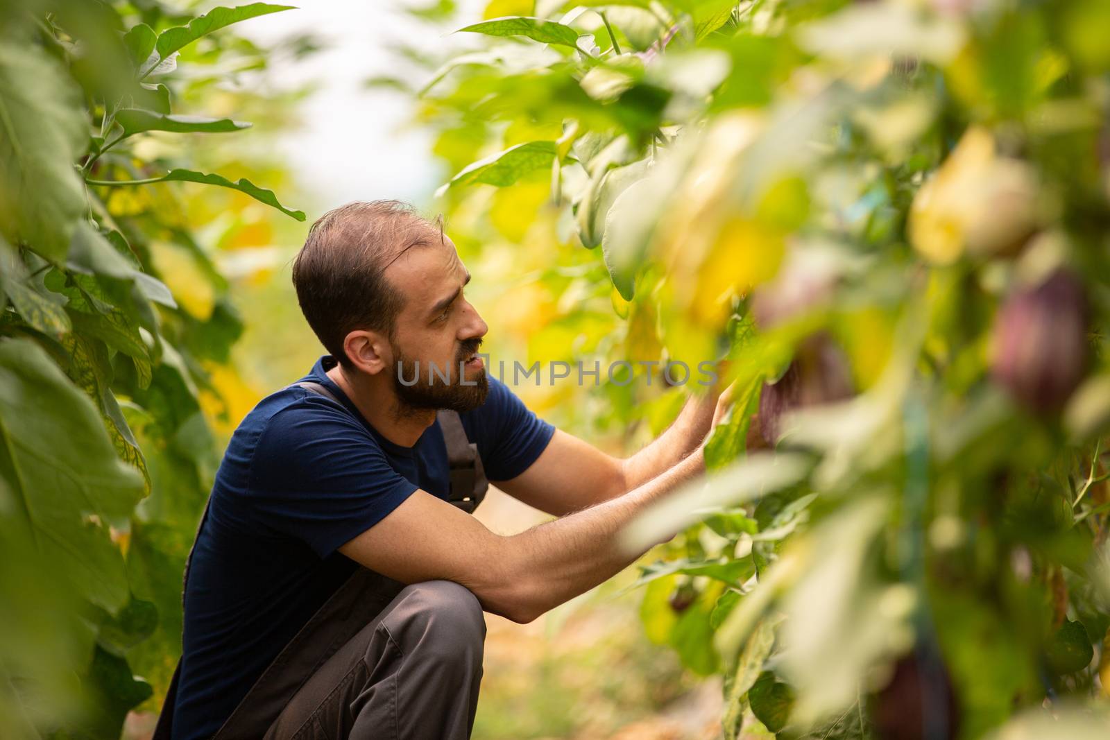 Worker studying an eggplant in a modern greenhouse. Organic production