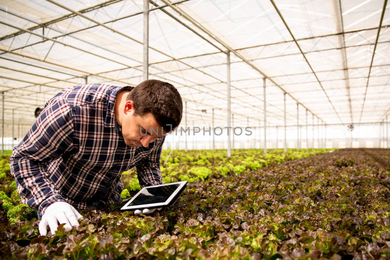 Researcher studies salad plants in the greenhouse. Tablet and greenhouse background