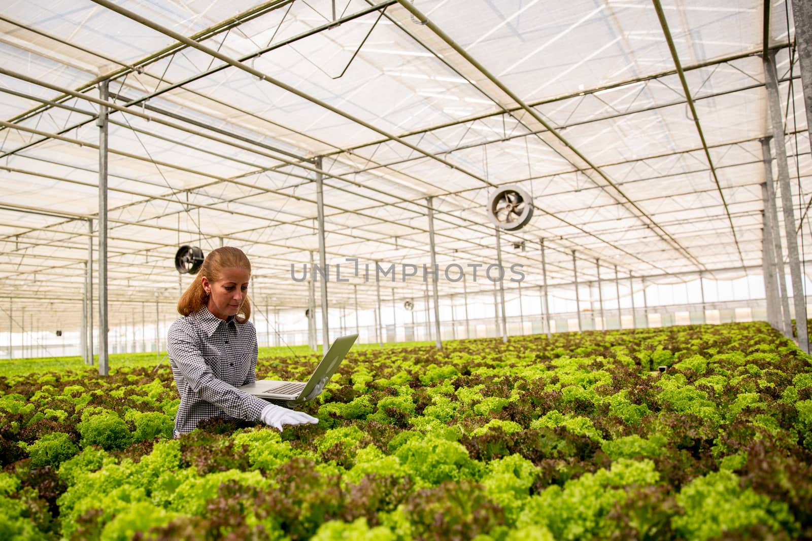 Female researcher with laptop in hand examines salad plants in modern greenhouse