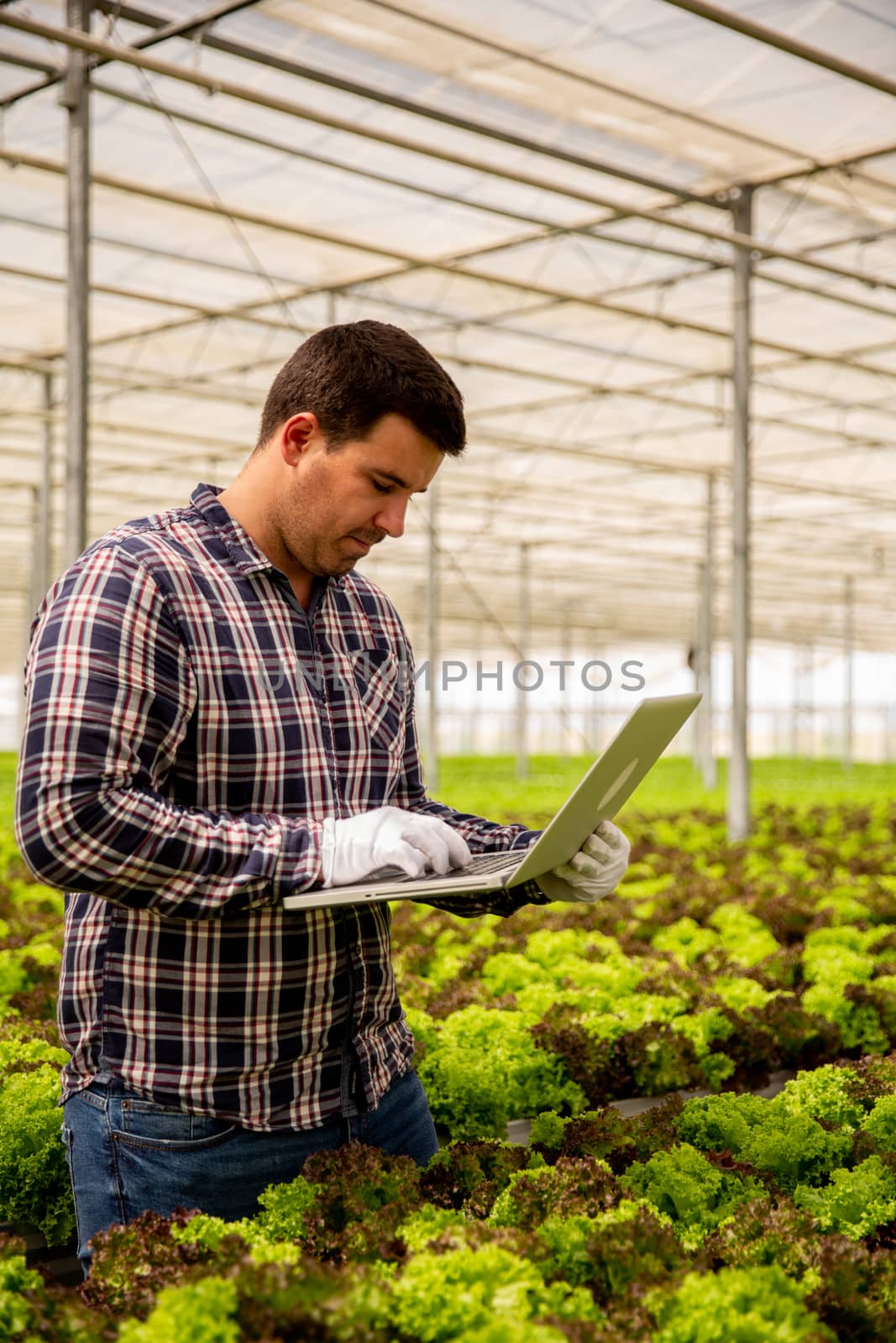 Farmer with a laptop in hand near a salad plantation. Modern greenhouse