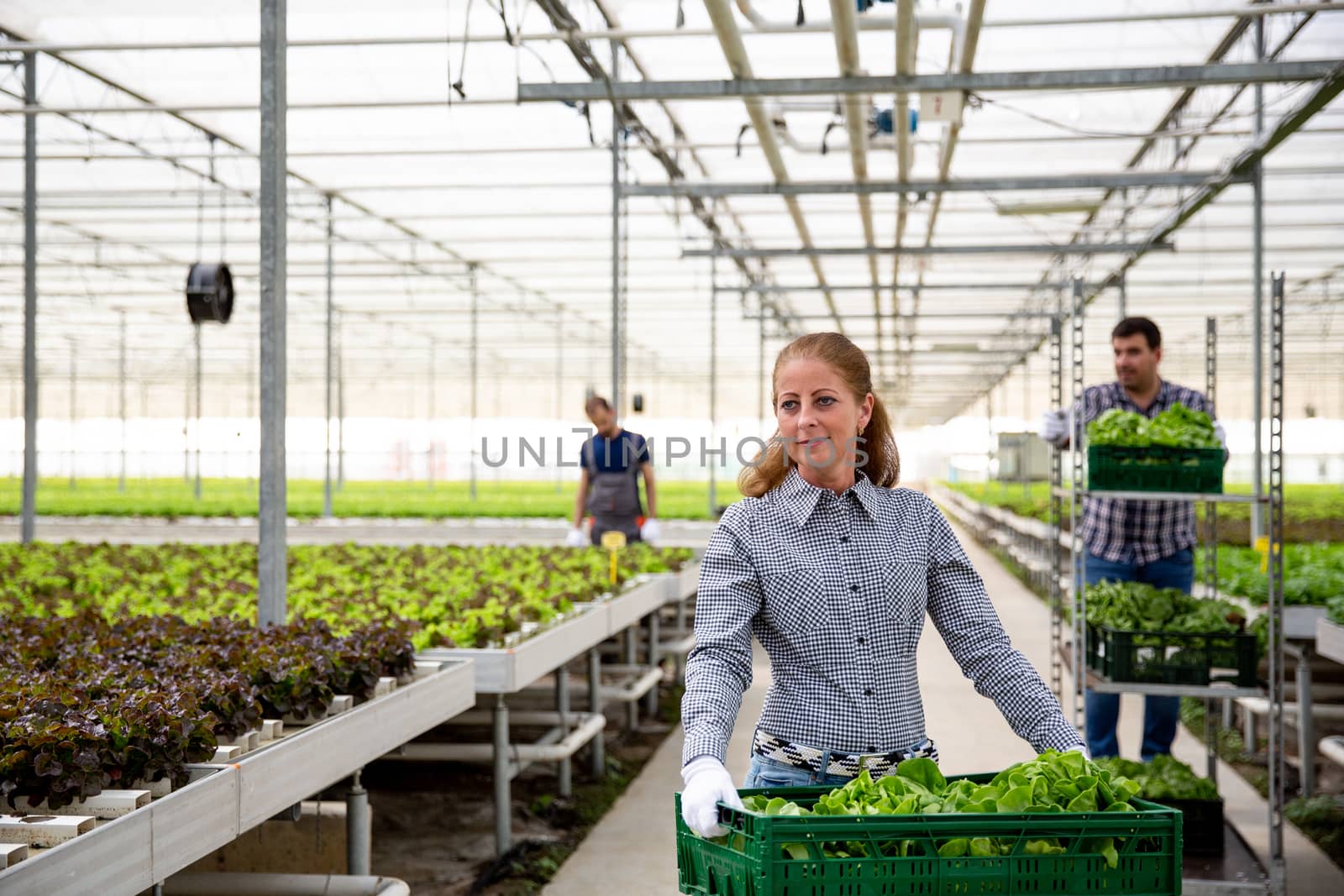 Large frame with a female farmer holding a crate with salad. Workers working in the back