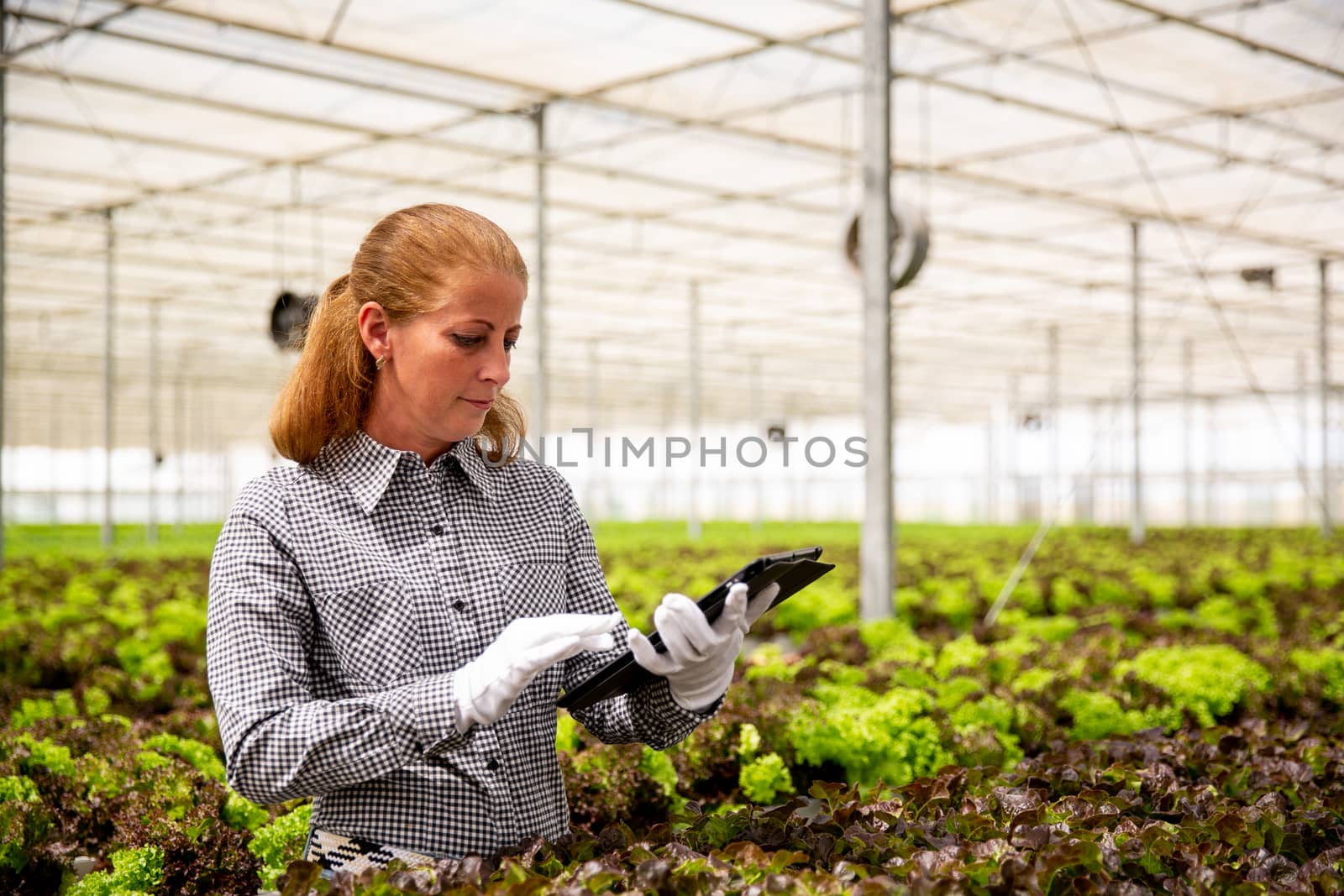 Working woman taps something on a tablet near a salad plantation. Modern greenhouse