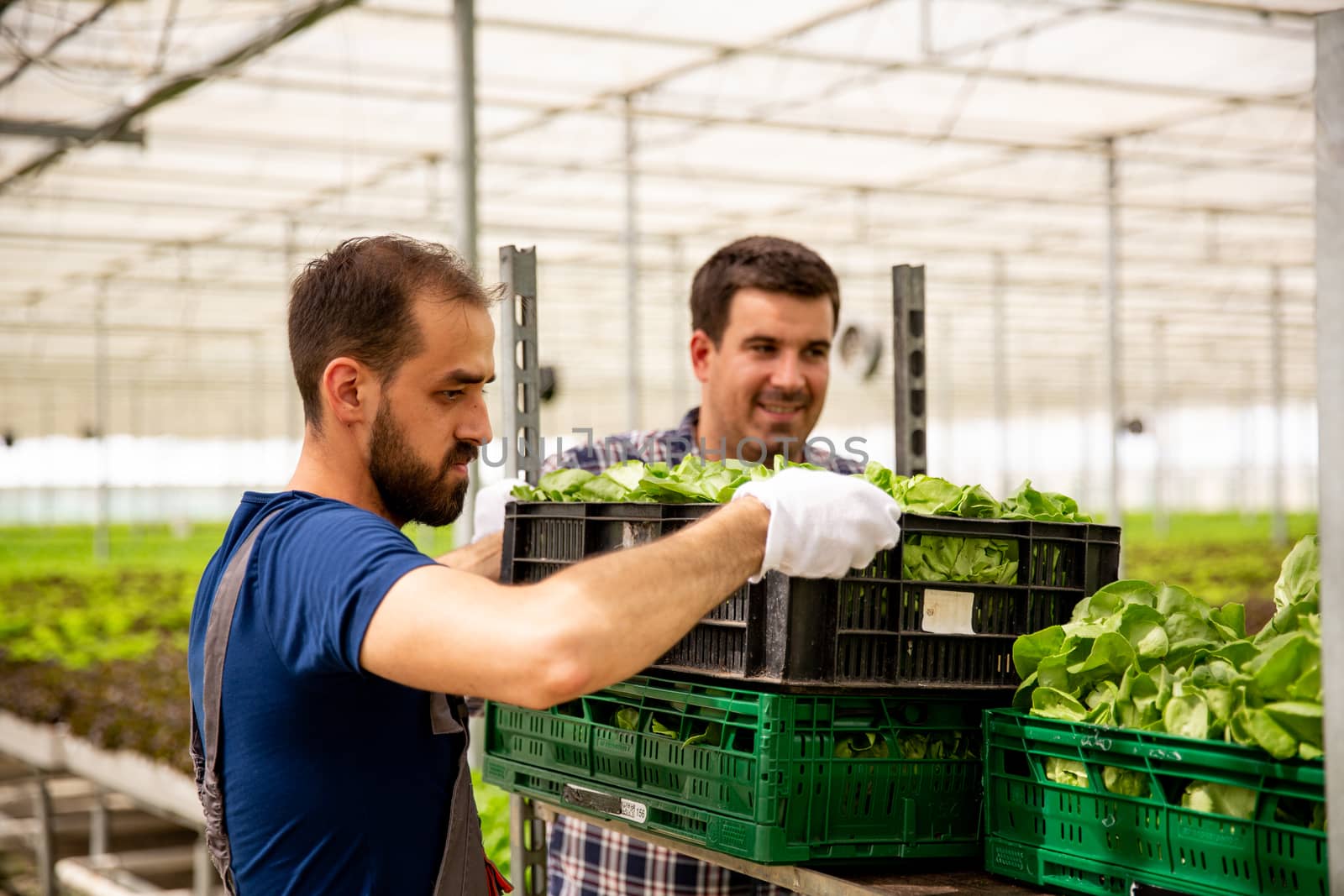 Two workers arrange the boxes with salad on the cart. Greenhouse salad