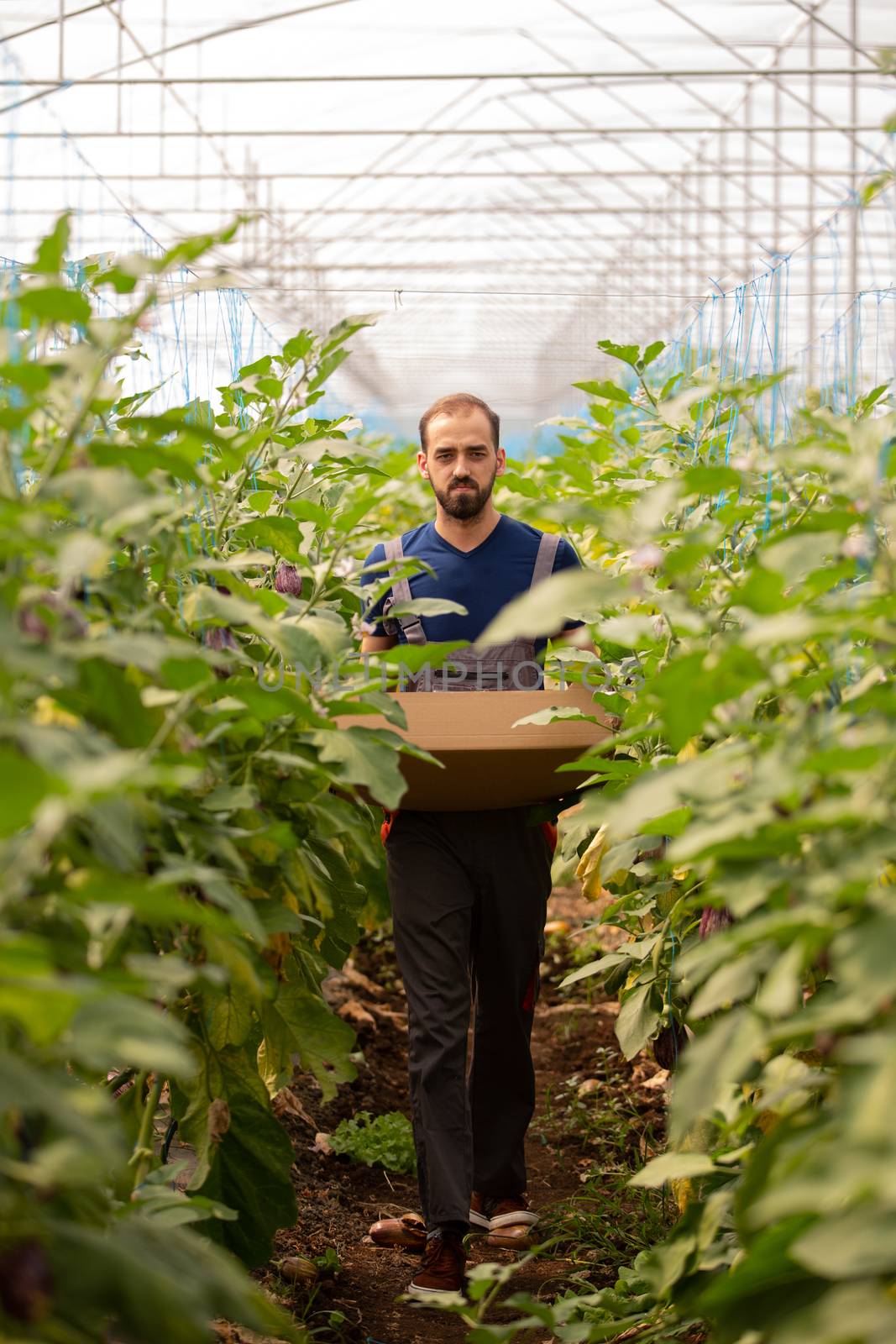 Worker going with the crate among the eggplant plants. Organic harvest