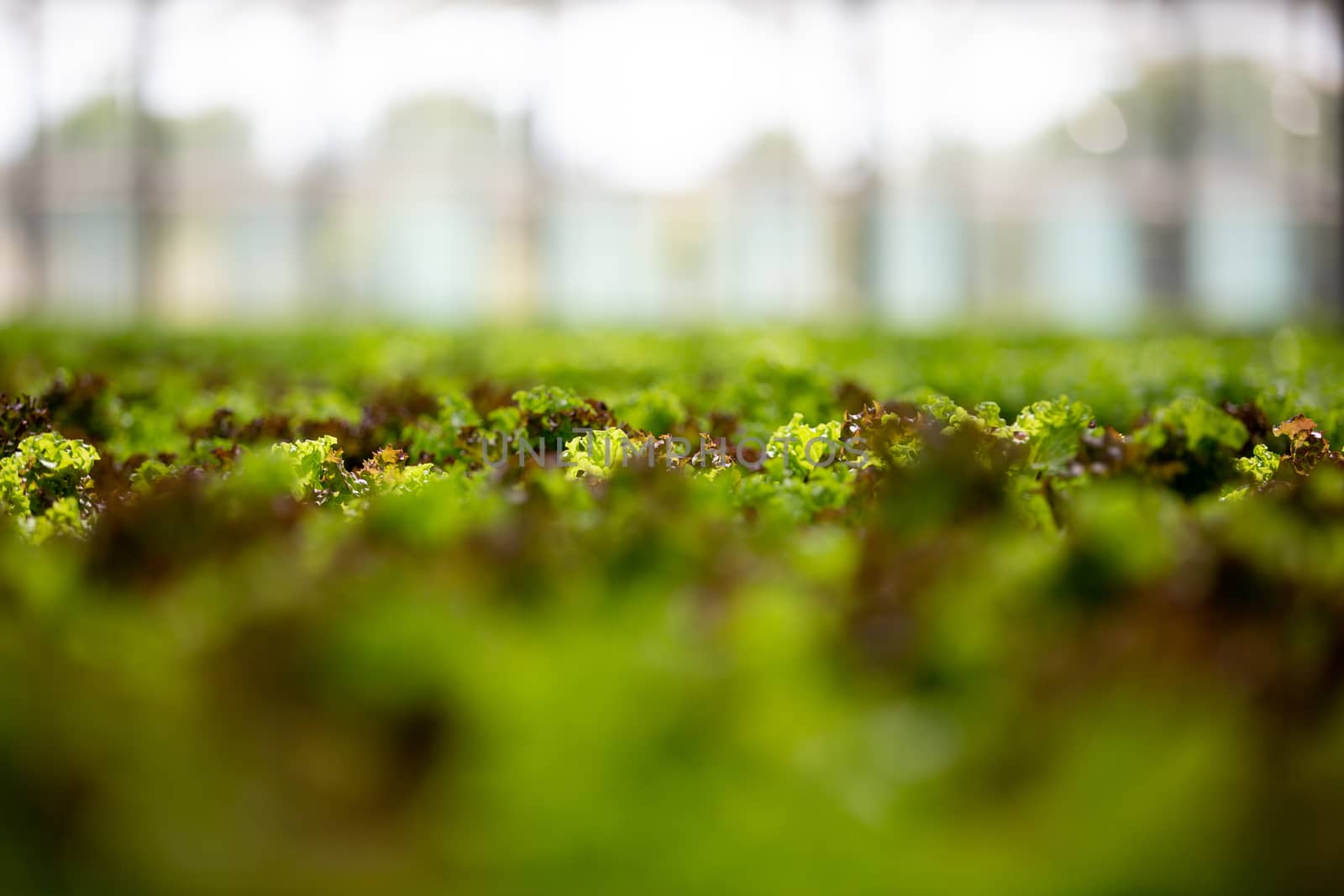 Greenhouse with modern technology for growing ogranic green salad. Fresh salad