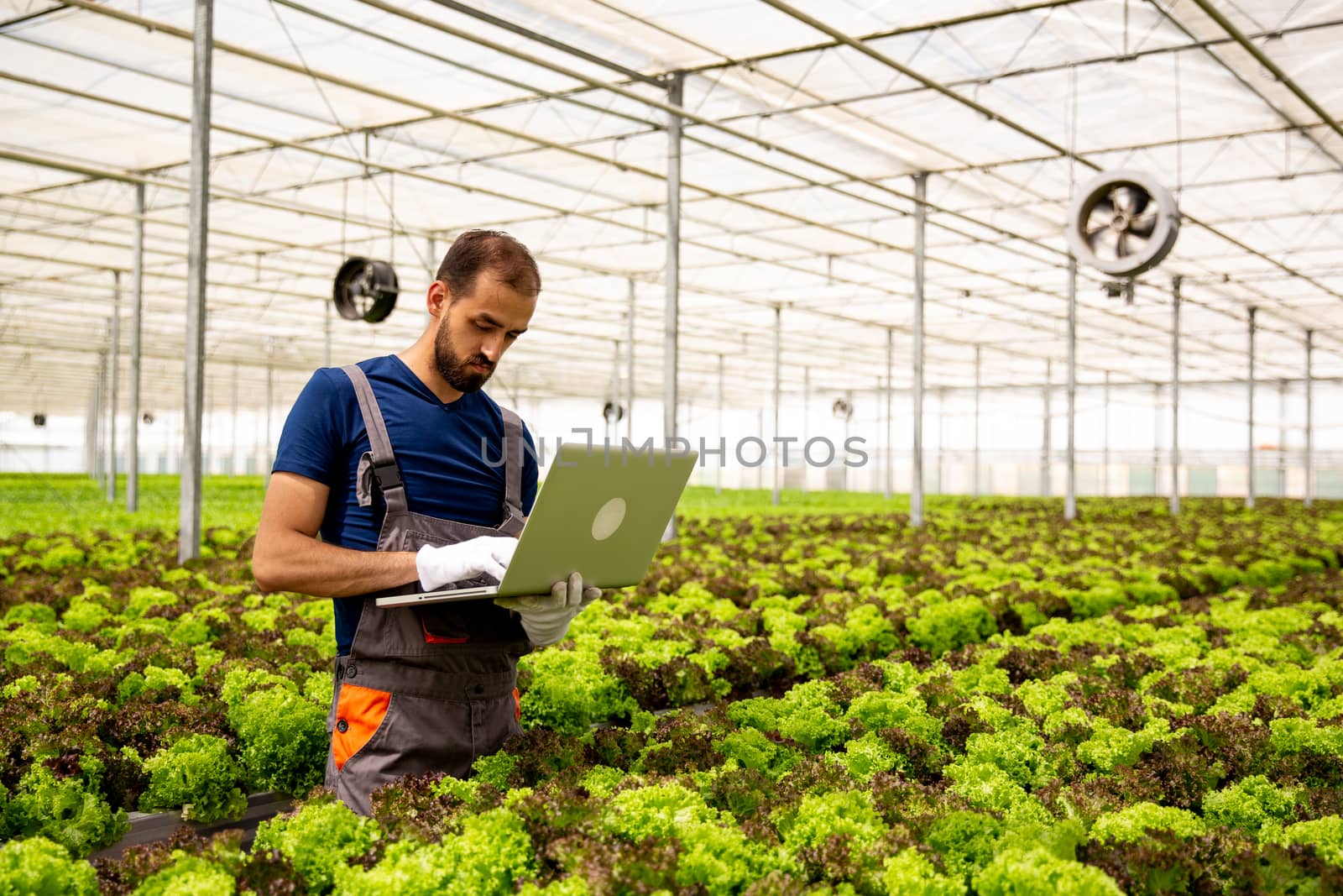 Caucasian worker noting something on the laptop in the salad plantation. Modern greenhouse and agriculture