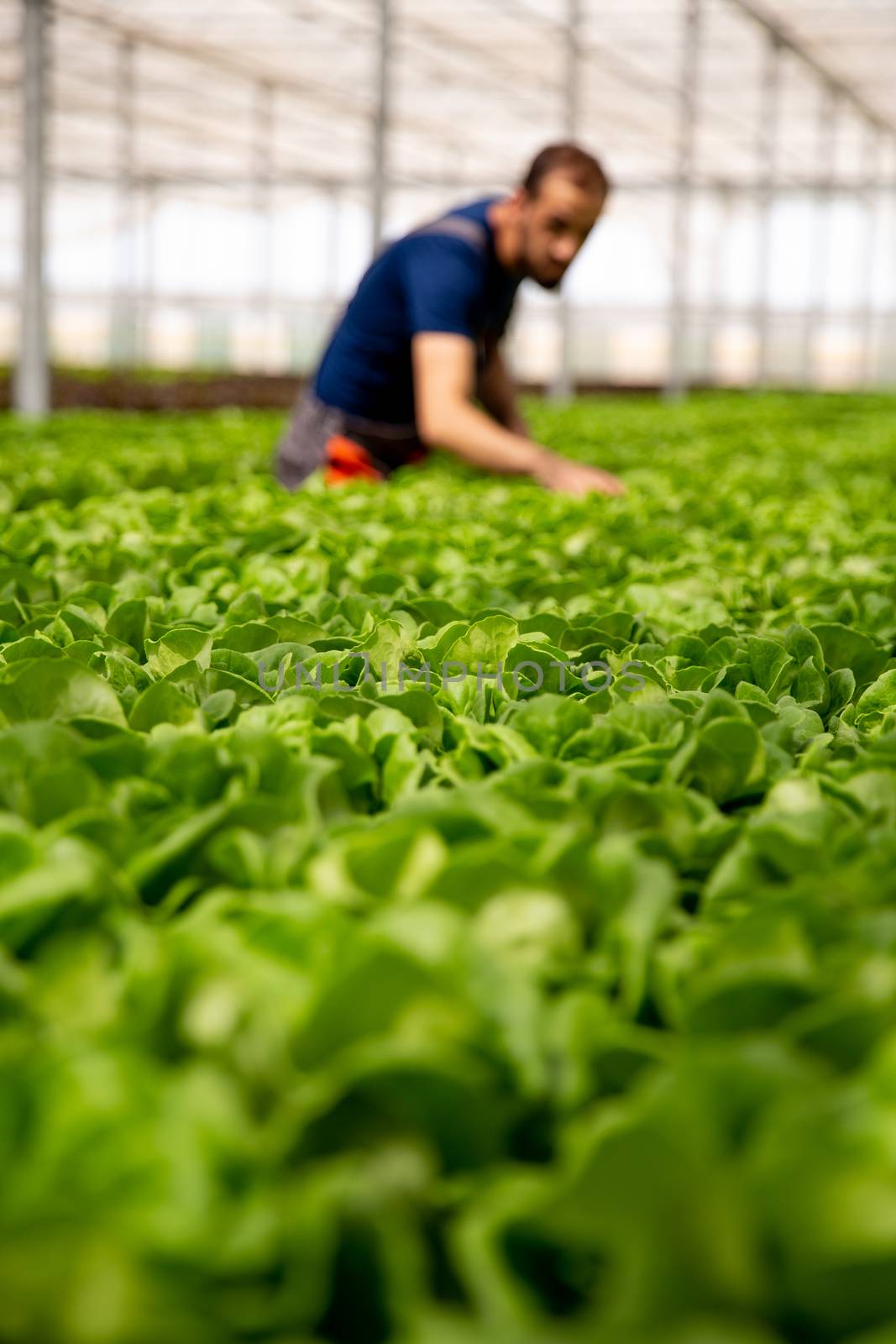 Worker working in the background between salad plants. Modern greenhouse