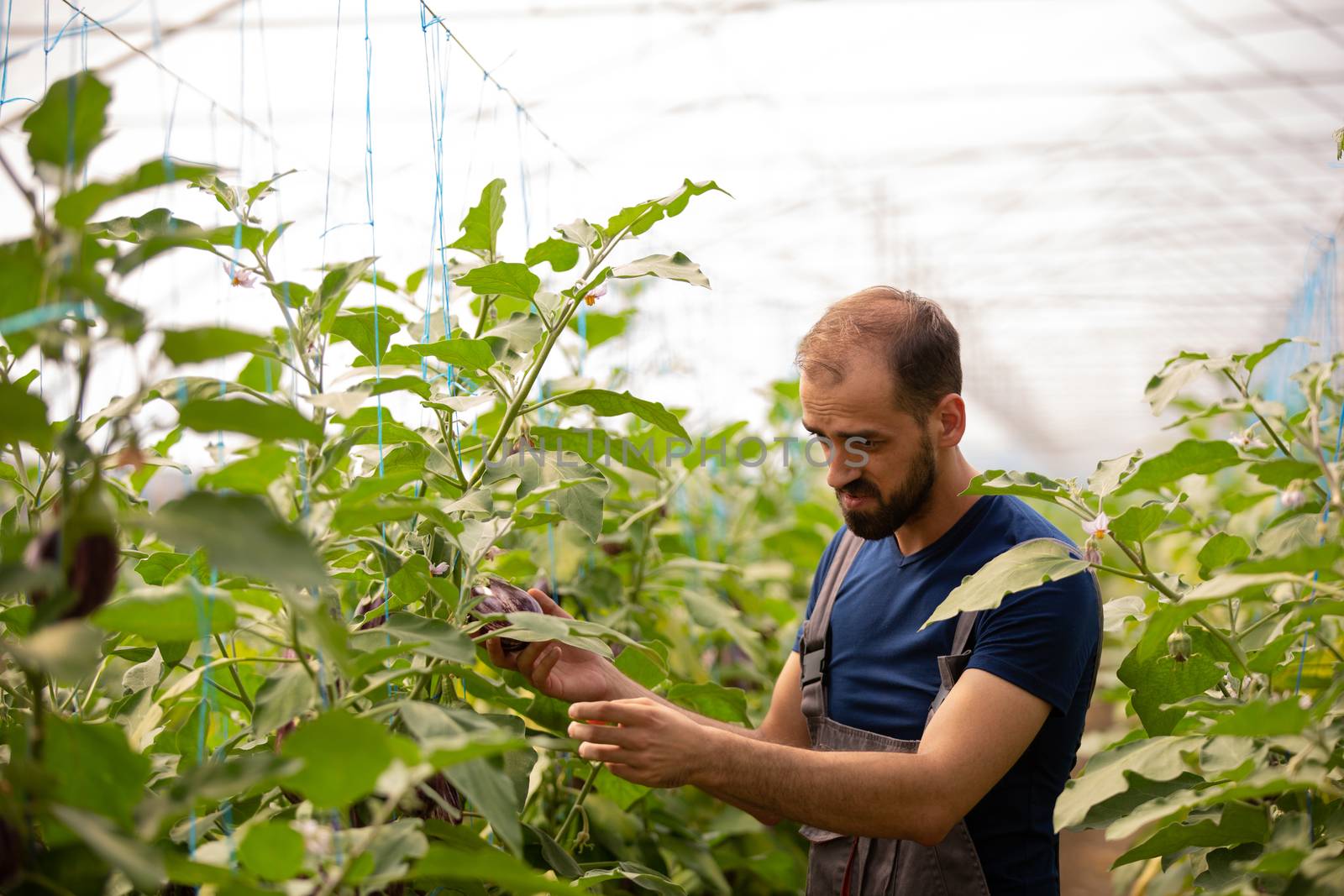 The worker studies the eggplant plants before harvesting. Greenhouse background