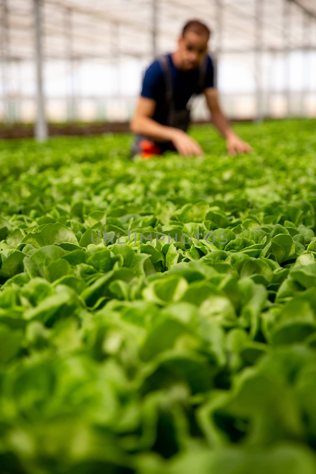 Man working in the background in the greenhouse. Fresh salad plant