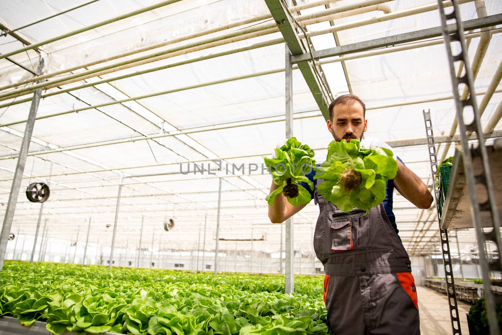 Worker working in the greenhouse near a salad plantation. Fresh salad
