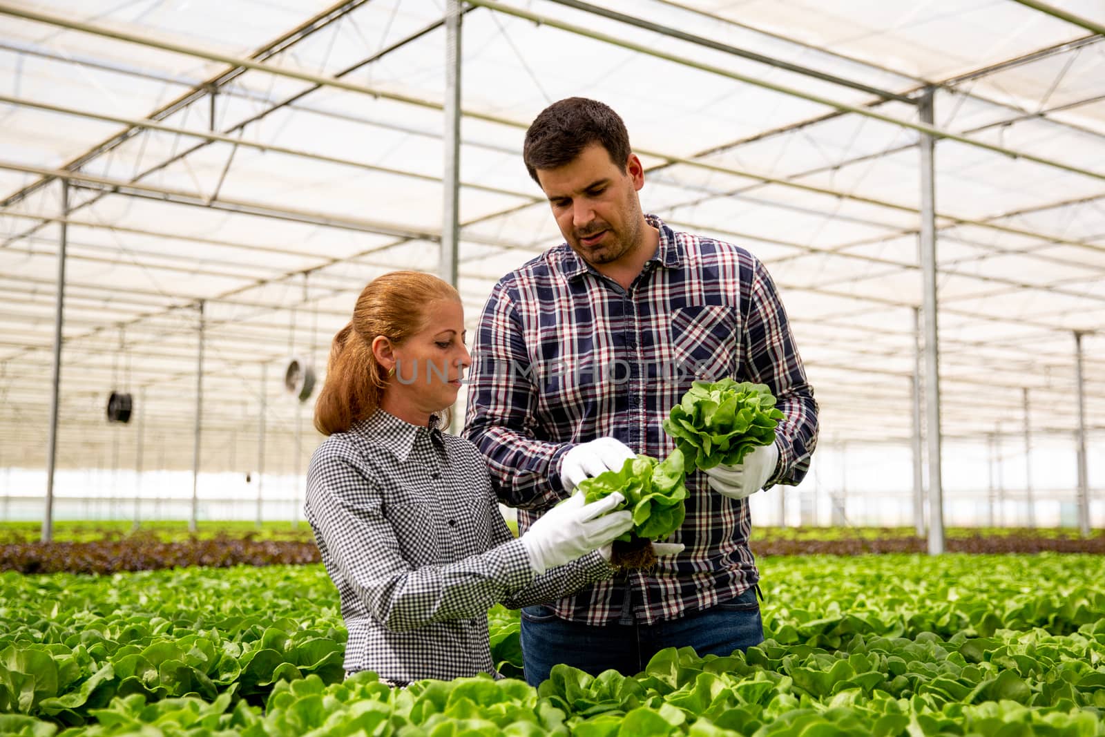 Two researchers analyze salad plants in a modern greenhouse. Vegetable and organic agriculture