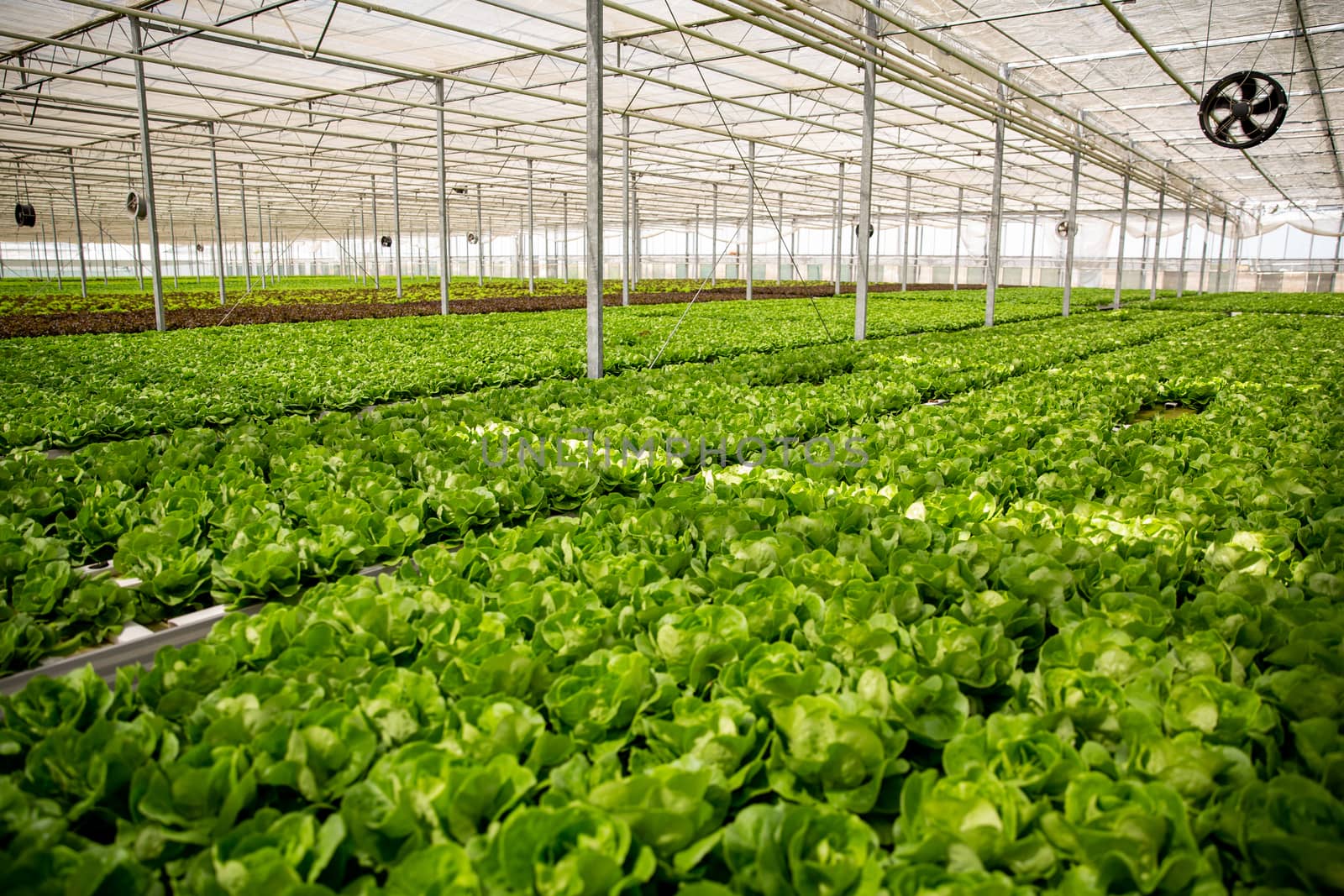 Greenhouse with modern technology for growing ogranic green salad ready for harvesting.