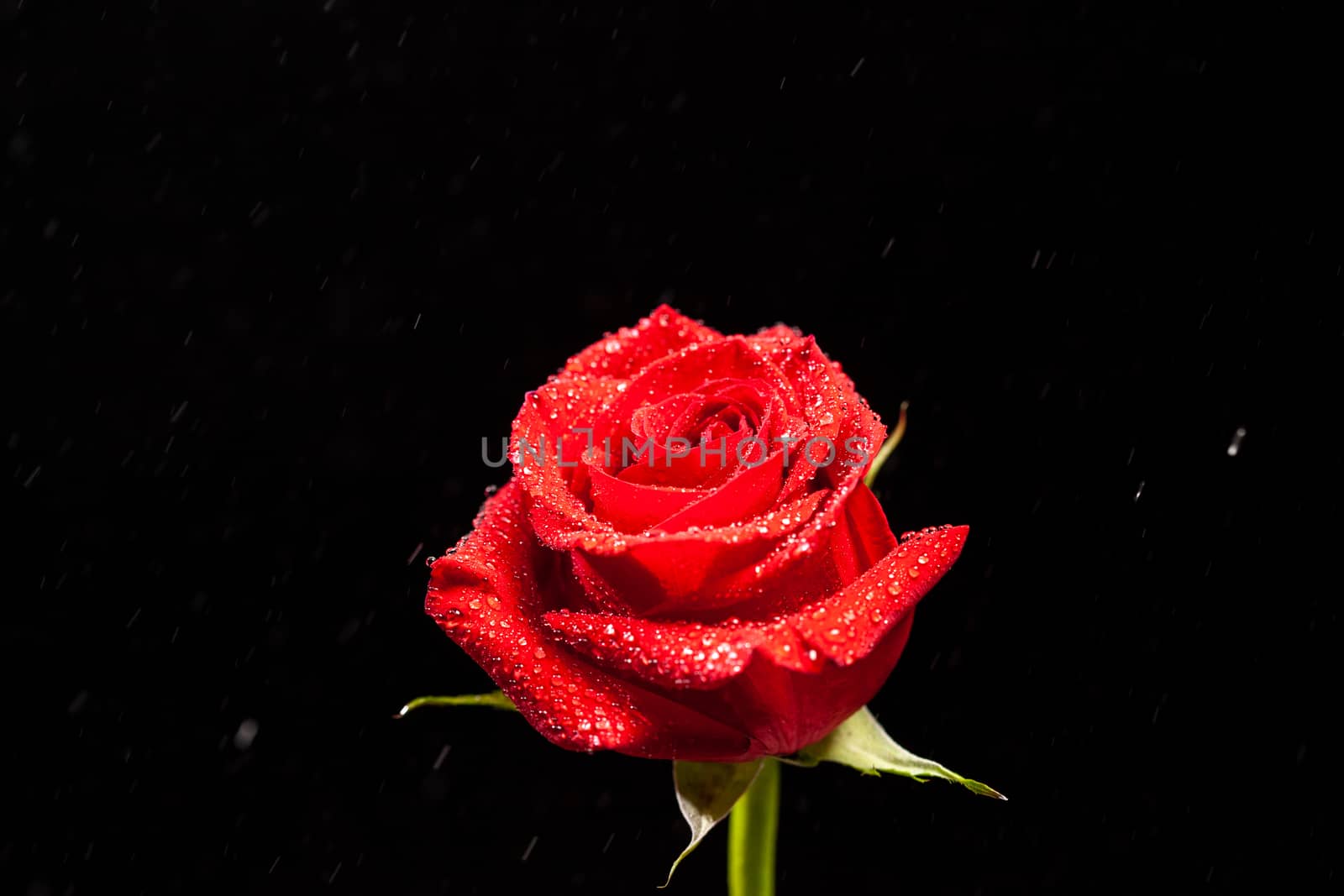 Fresh red rose with rain drops over black background. Symbol of love.