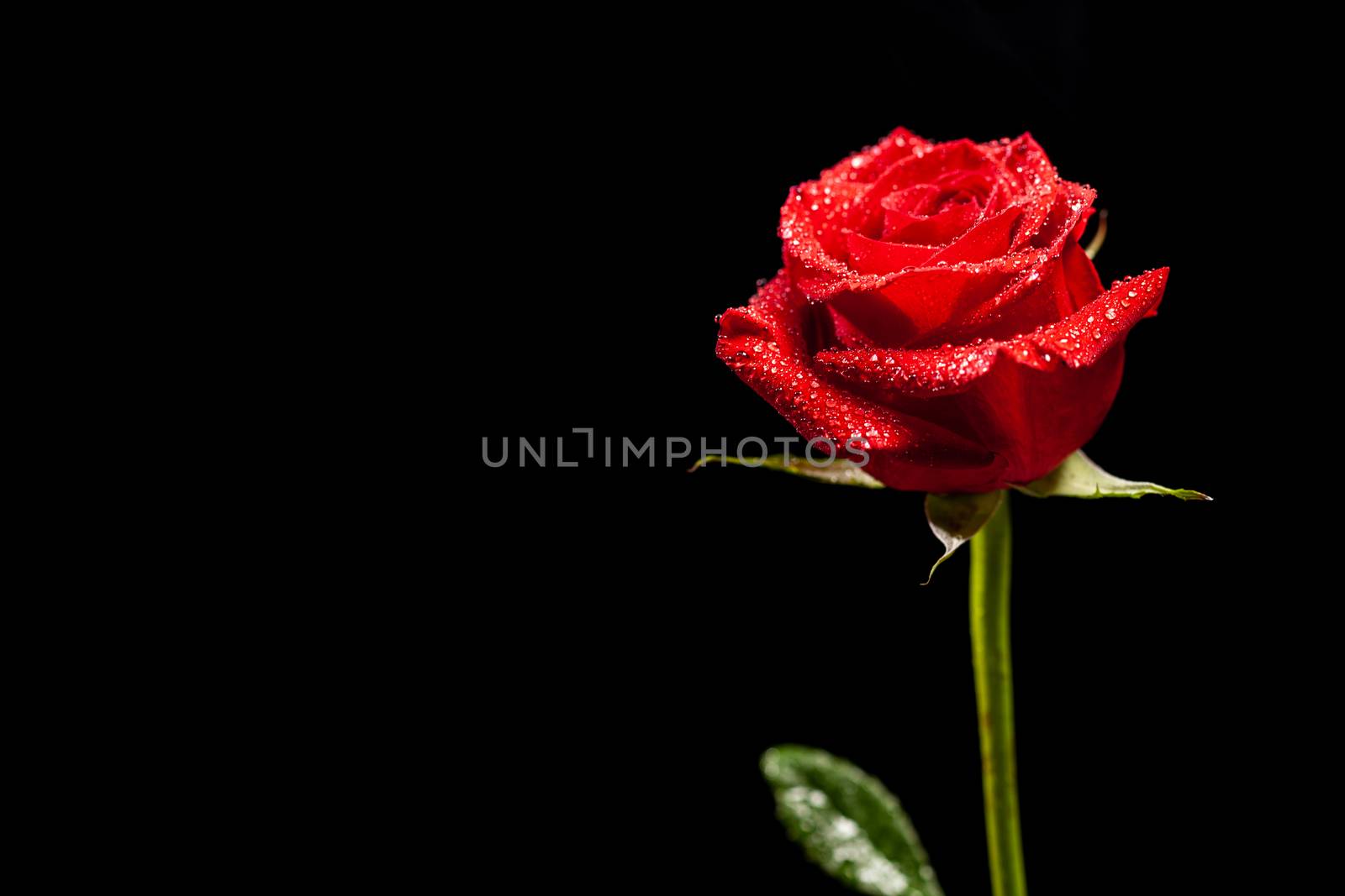 Beautiful red rose as symbol of love over black background. Symbol of passion. Natural flower.