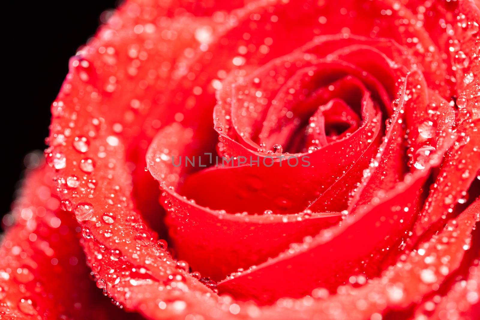 Red rose as symbol of love over black background. Natural flower. Close up shot.