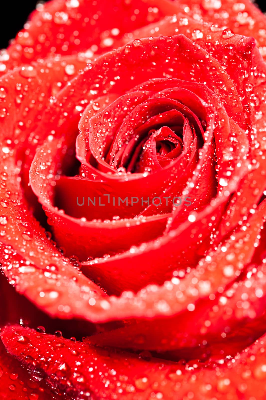 Single beautiful red rose with raindrops over black background by DCStudio