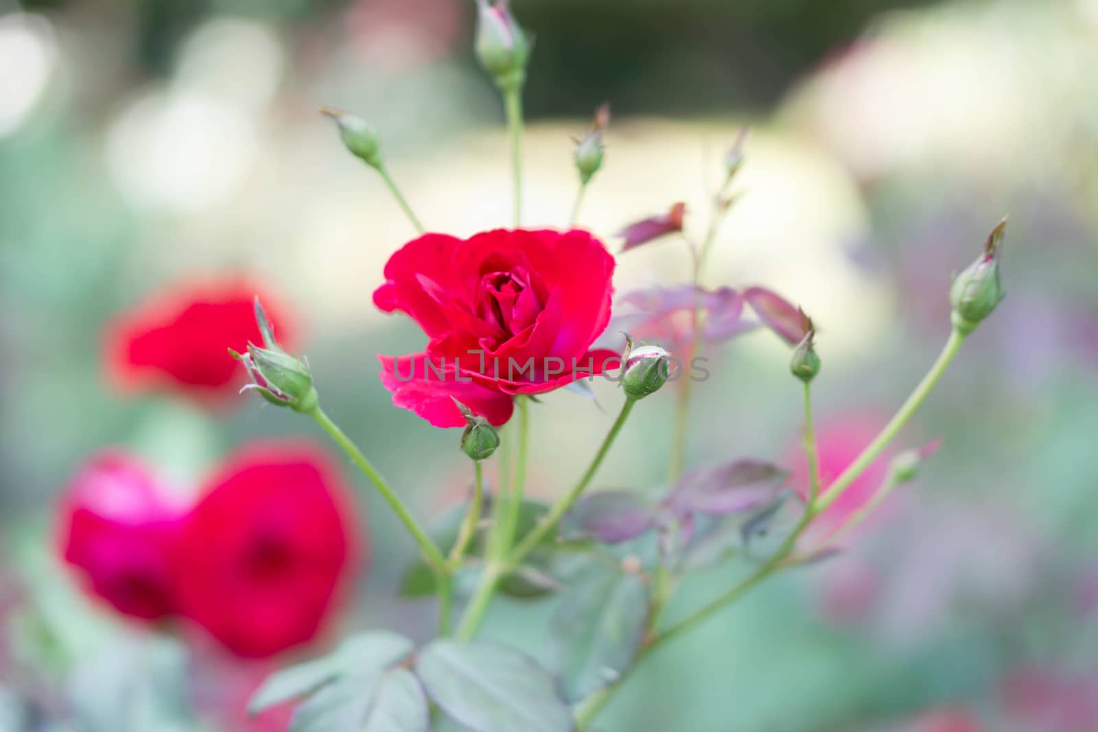 Closeup beautiful red rose branch in the garden, selective focus