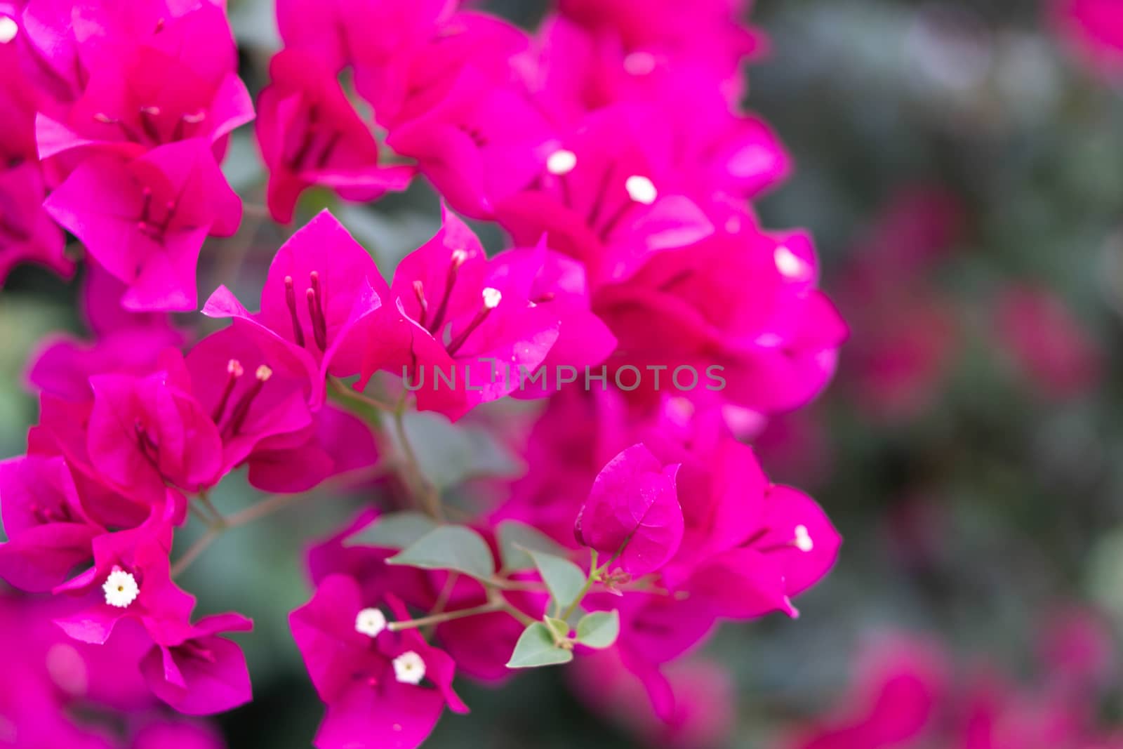 Closeup pink blooming bougainvillea flower, selective focus