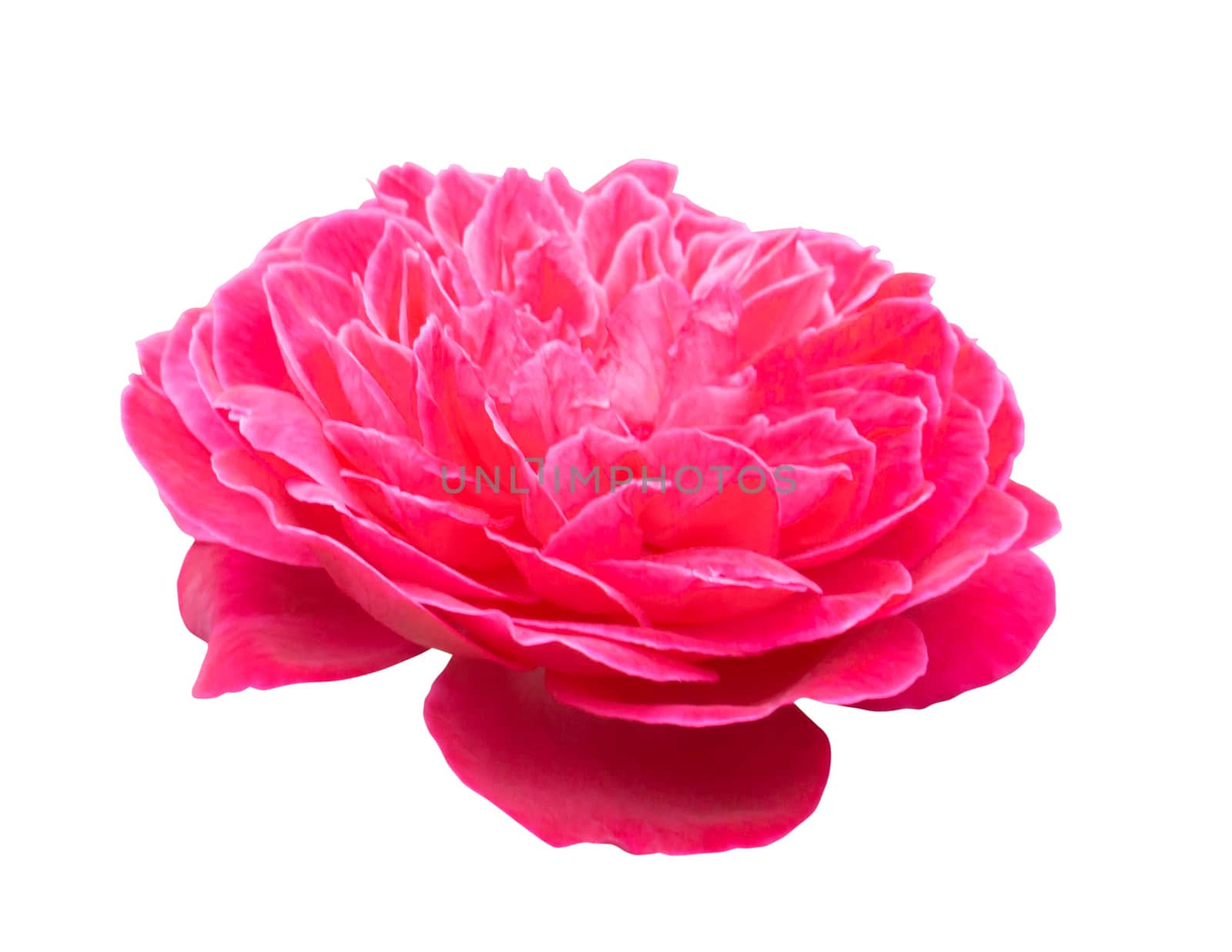 Beautiful sweet pink rose flower isolated on white background, love and romantic concept