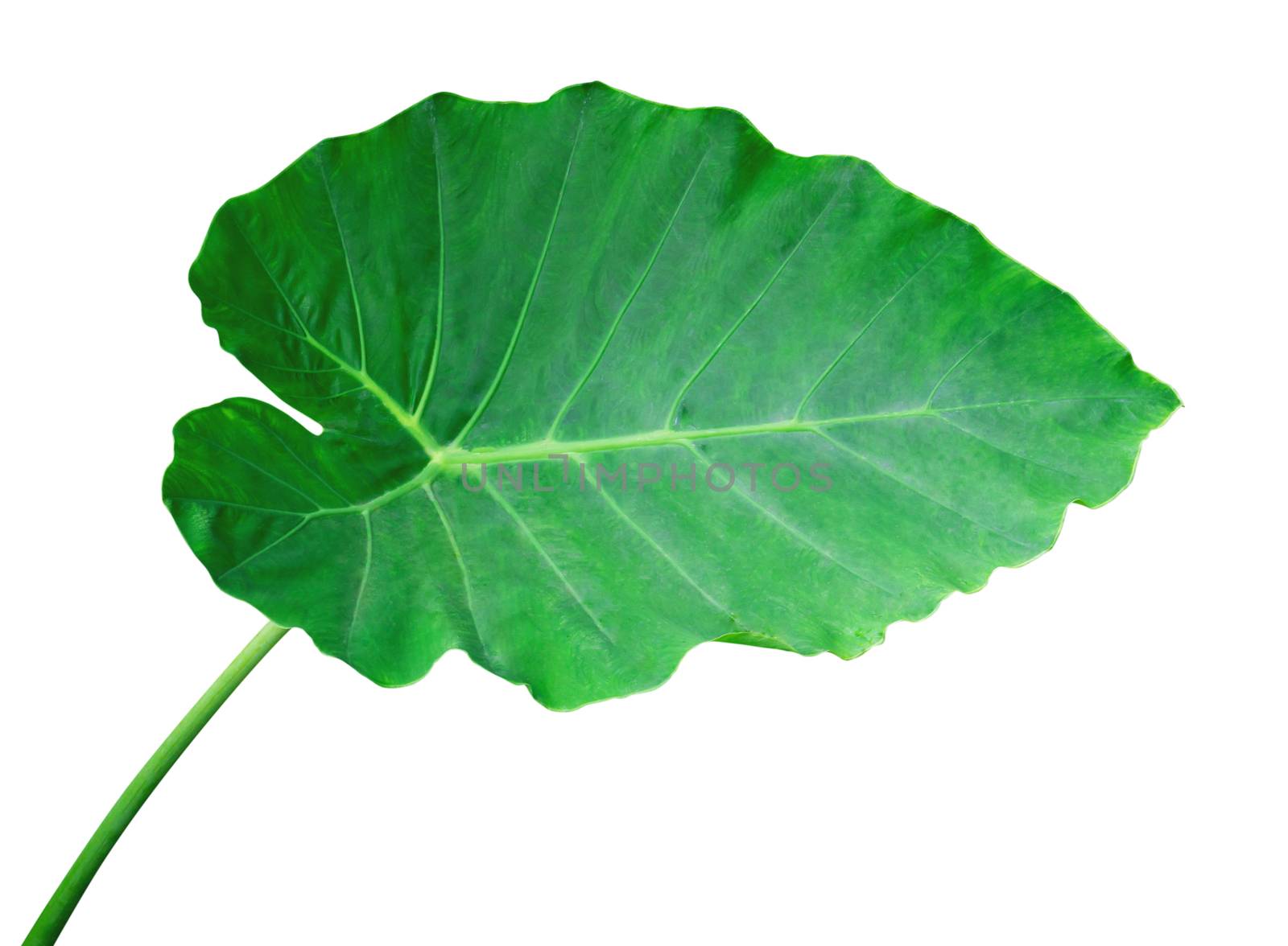 Green tropical leaf plant isolated on white background, Decorati by pt.pongsak@gmail.com