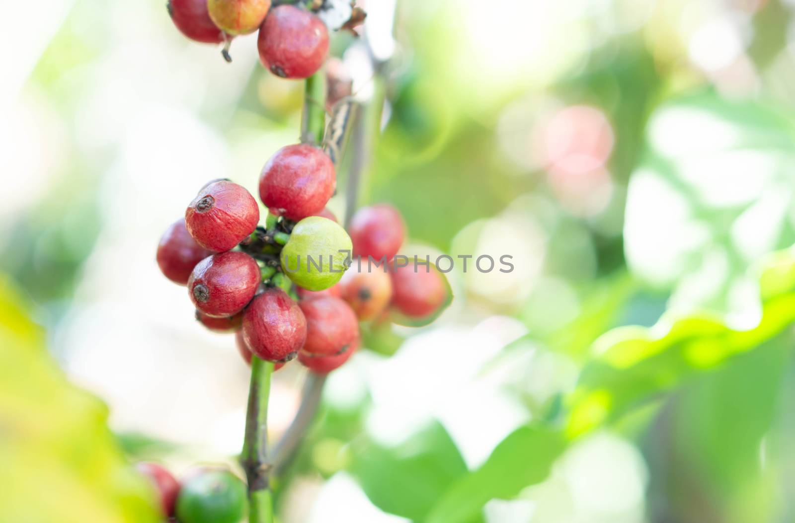 Closeup beautiful ripe coffee been on branch with light at noon, by pt.pongsak@gmail.com