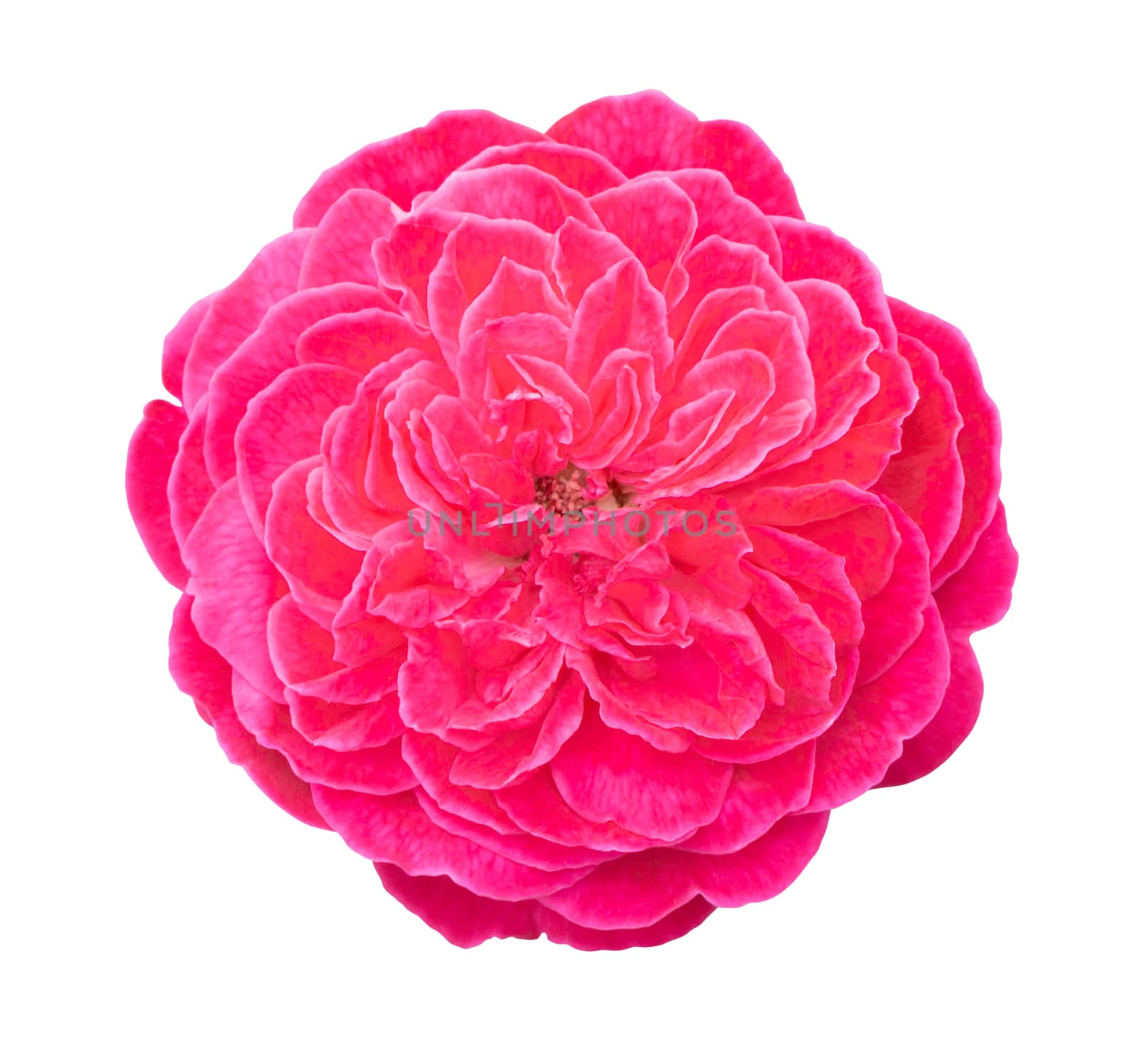 Beautiful sweet pink rose flower isolated on white background, l by pt.pongsak@gmail.com