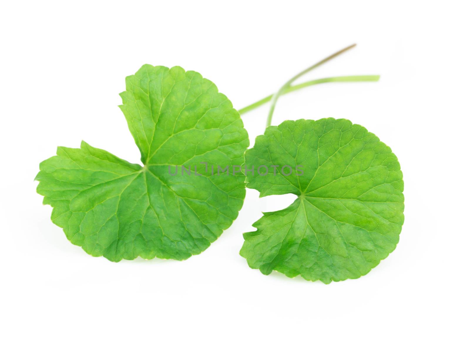 Closeup leaf of Gotu kola, Asiatic pennywort, Indian pennywort on white background, herb and medical concept