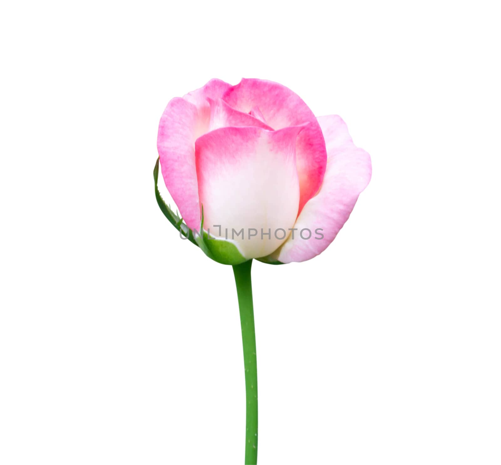 Beautiful sweet pink rose bud flower isolated on white backgroun by pt.pongsak@gmail.com