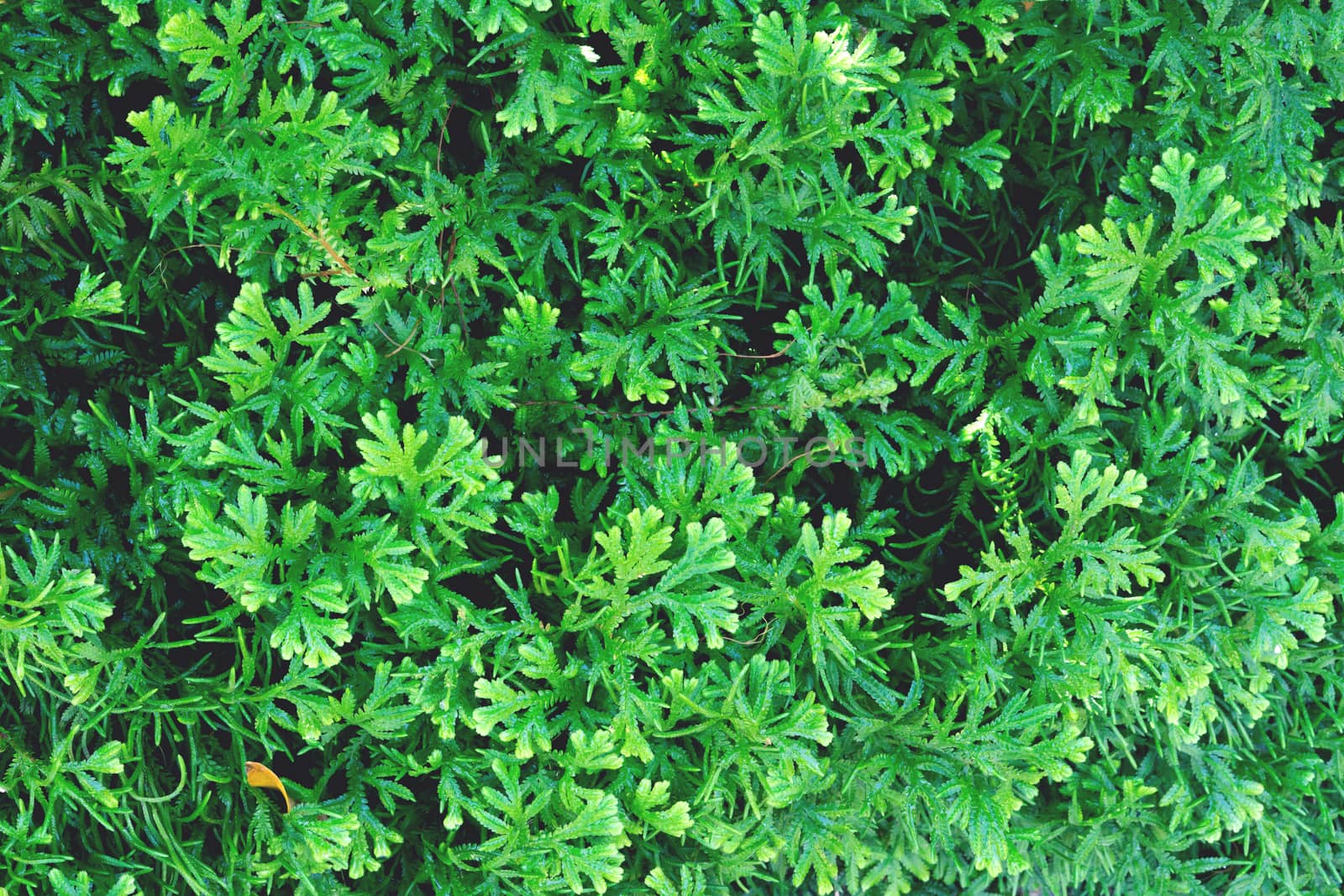Beautiful green moss and grass nature background texture, vintag by pt.pongsak@gmail.com