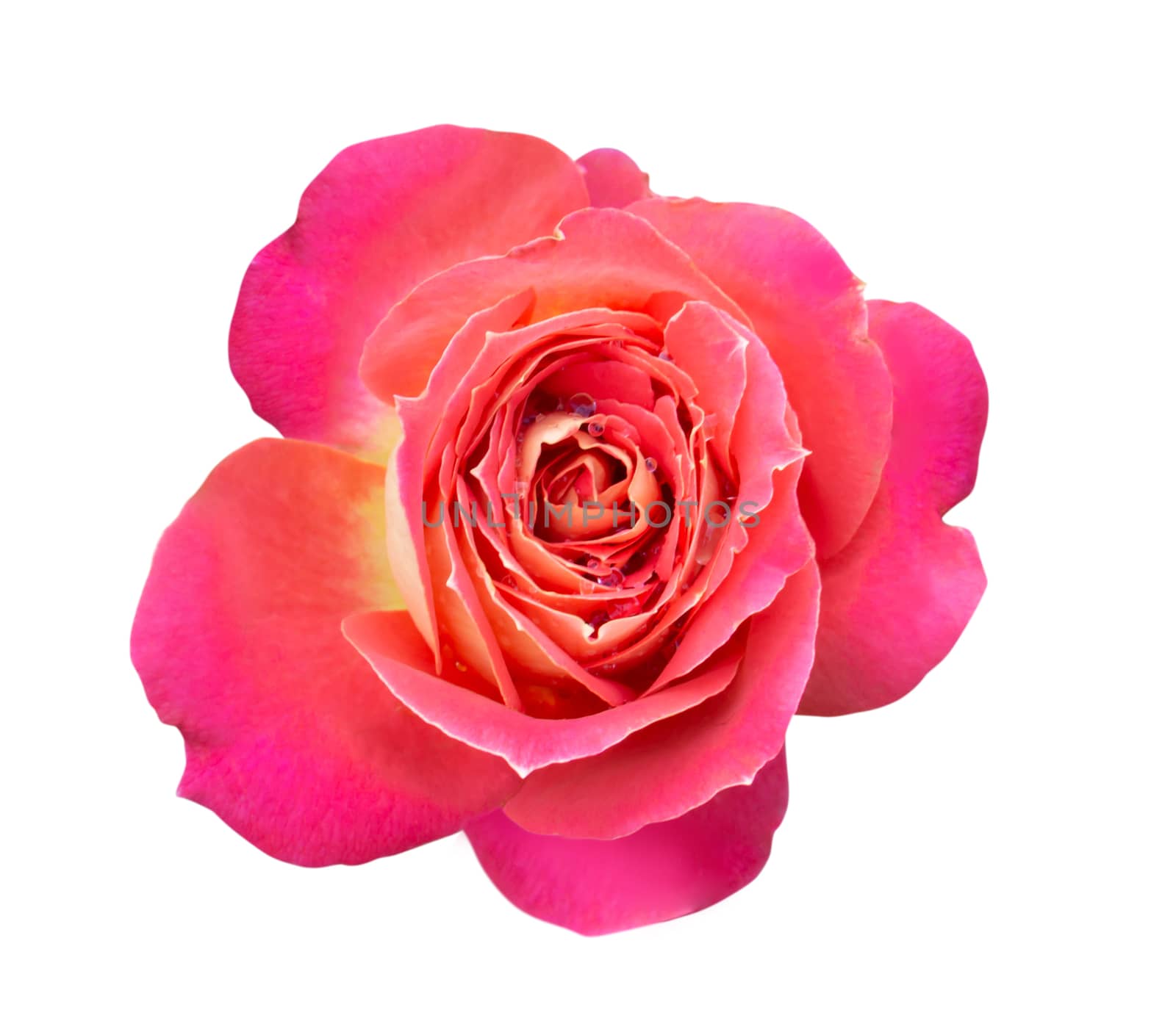Beautiful pink rose with water drop isolated on white background by pt.pongsak@gmail.com