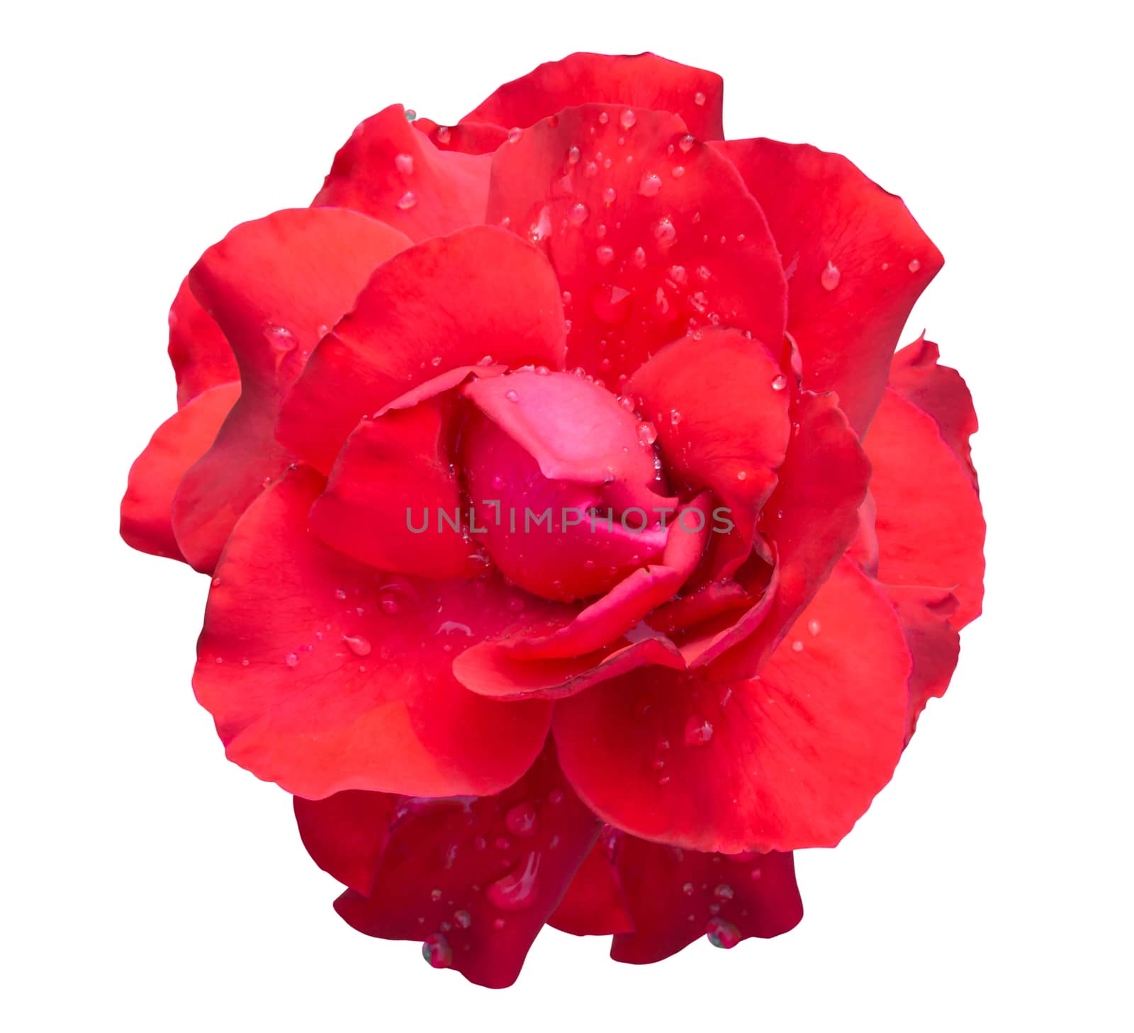 Fresh red rose flower isolated on white background with water dr by pt.pongsak@gmail.com