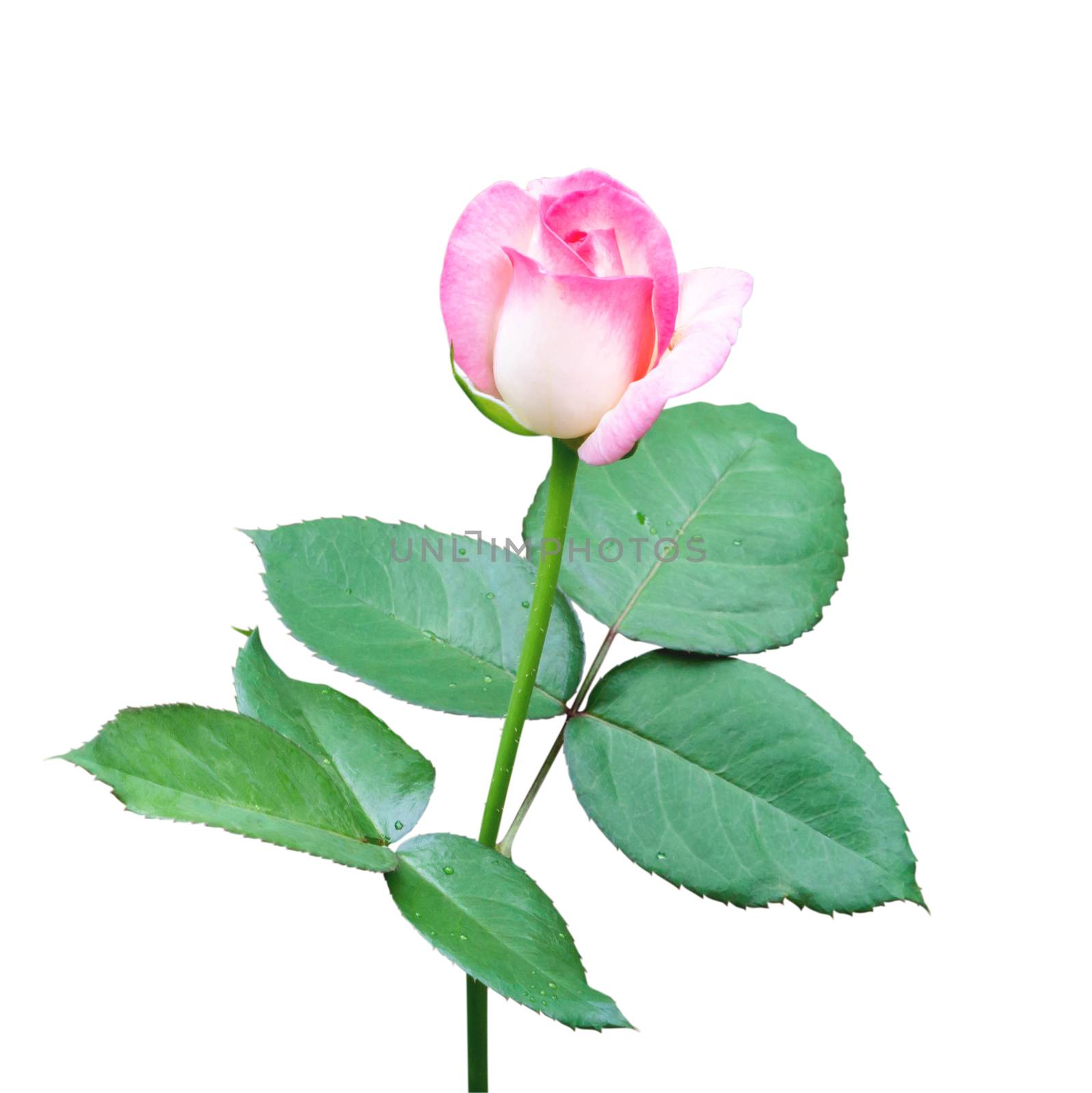 Beautiful sweet pink rose bud flower isolated on white background, love and romantic concept