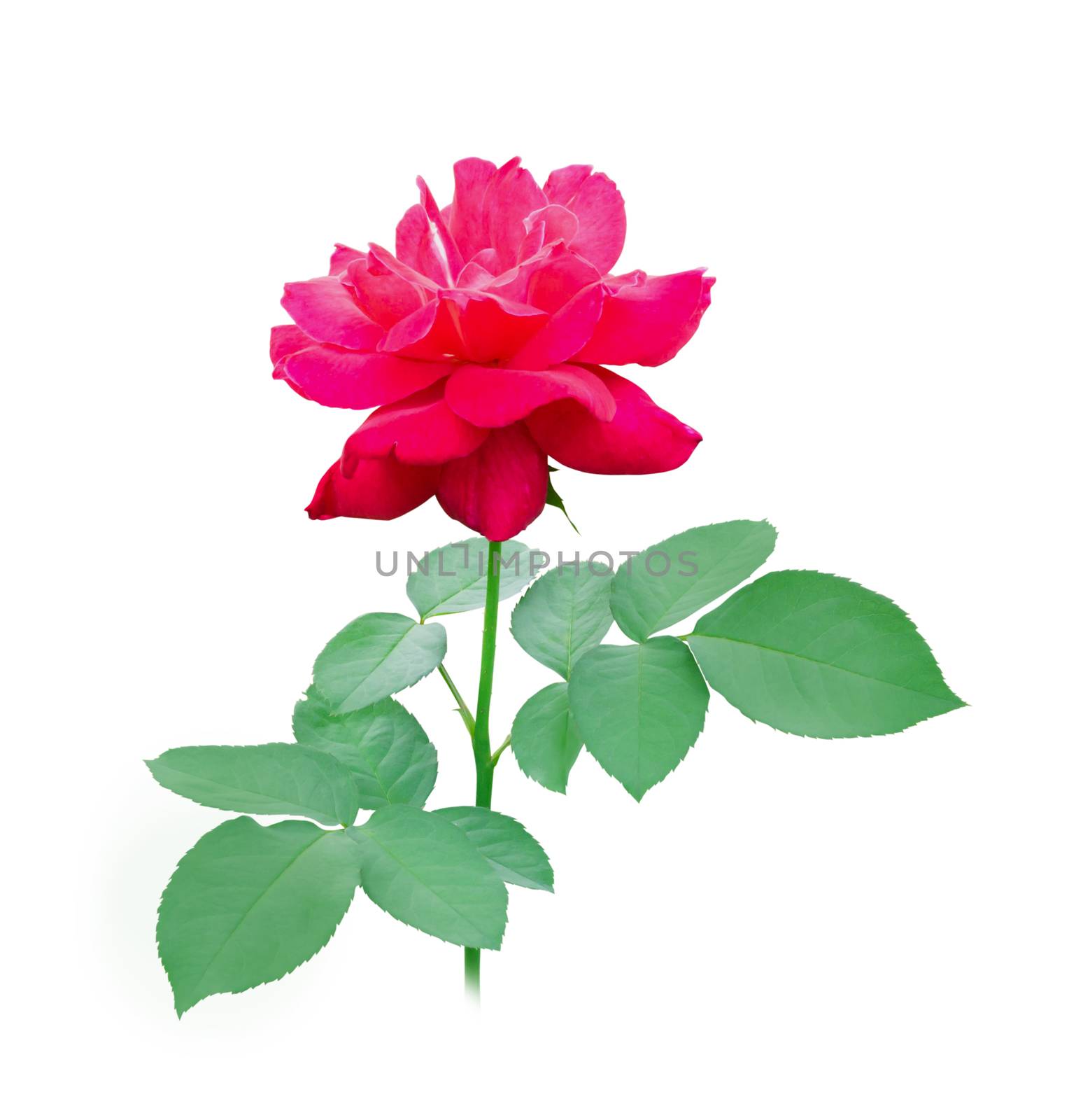Beautiful red rose flower with leaf isolated on white background