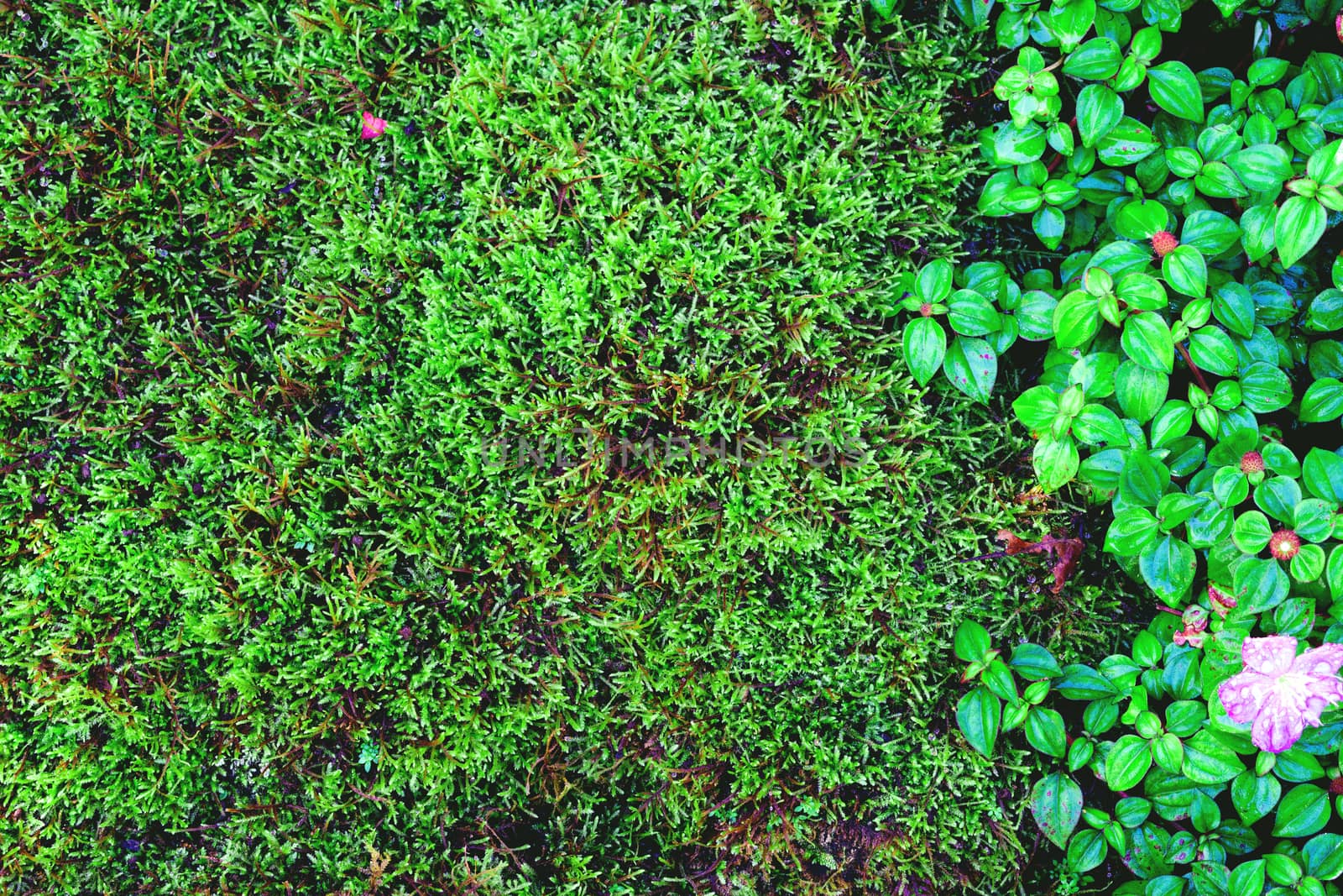 Beautiful green moss and grass nature background texture, vintage tone