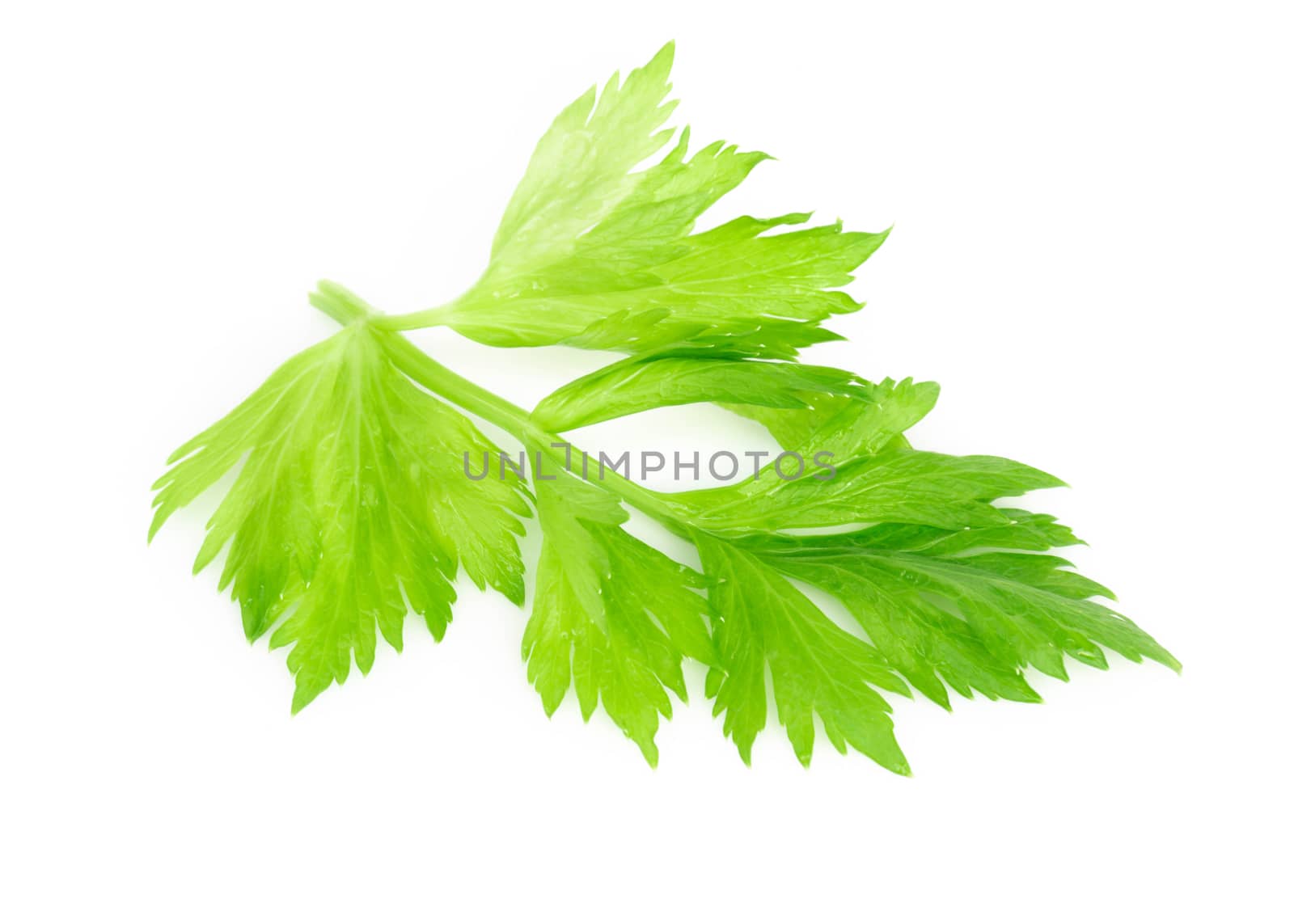 Fresh green celery leaves on white background, food for healthy  by pt.pongsak@gmail.com